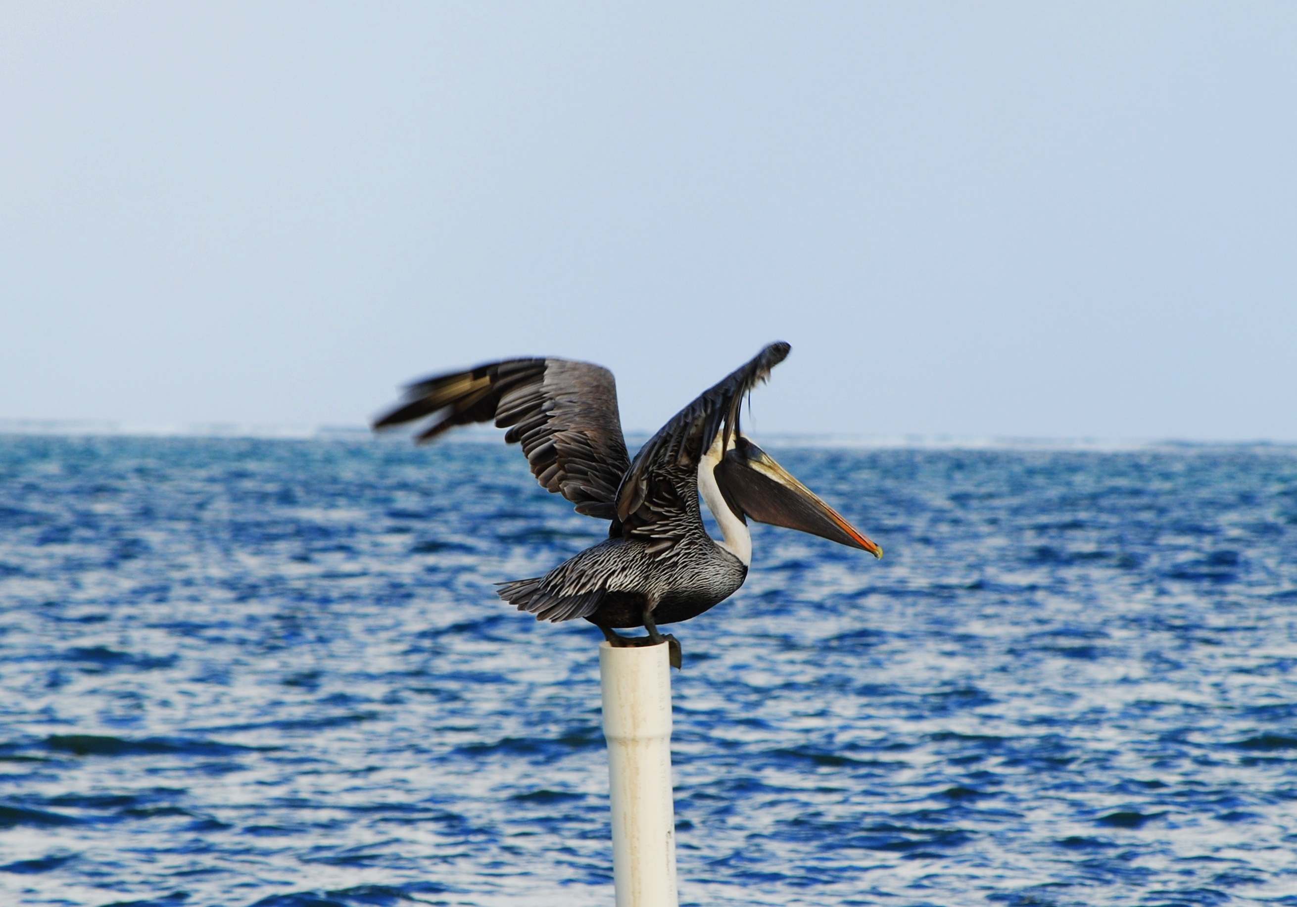 caye, pole, clear sky, horizon over water, white, gray, flying, wooden post, belize, animal wildlife, vertebrate, sky, central, pelican, water, pedro, animals in the wild, HD Wallpaper