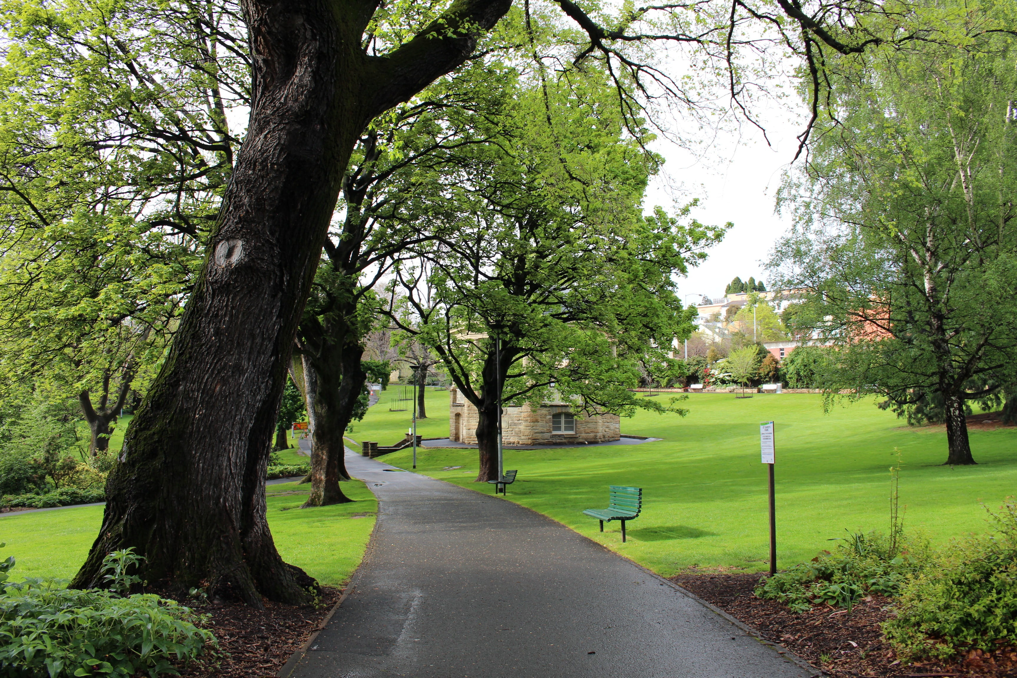 diminishing perspective, grass, outdoors, tranquility, path, bench, transportation, tasmania, Australia, 2K, tree trunk, beauty in nature, road, treelined, HD Wallpaper