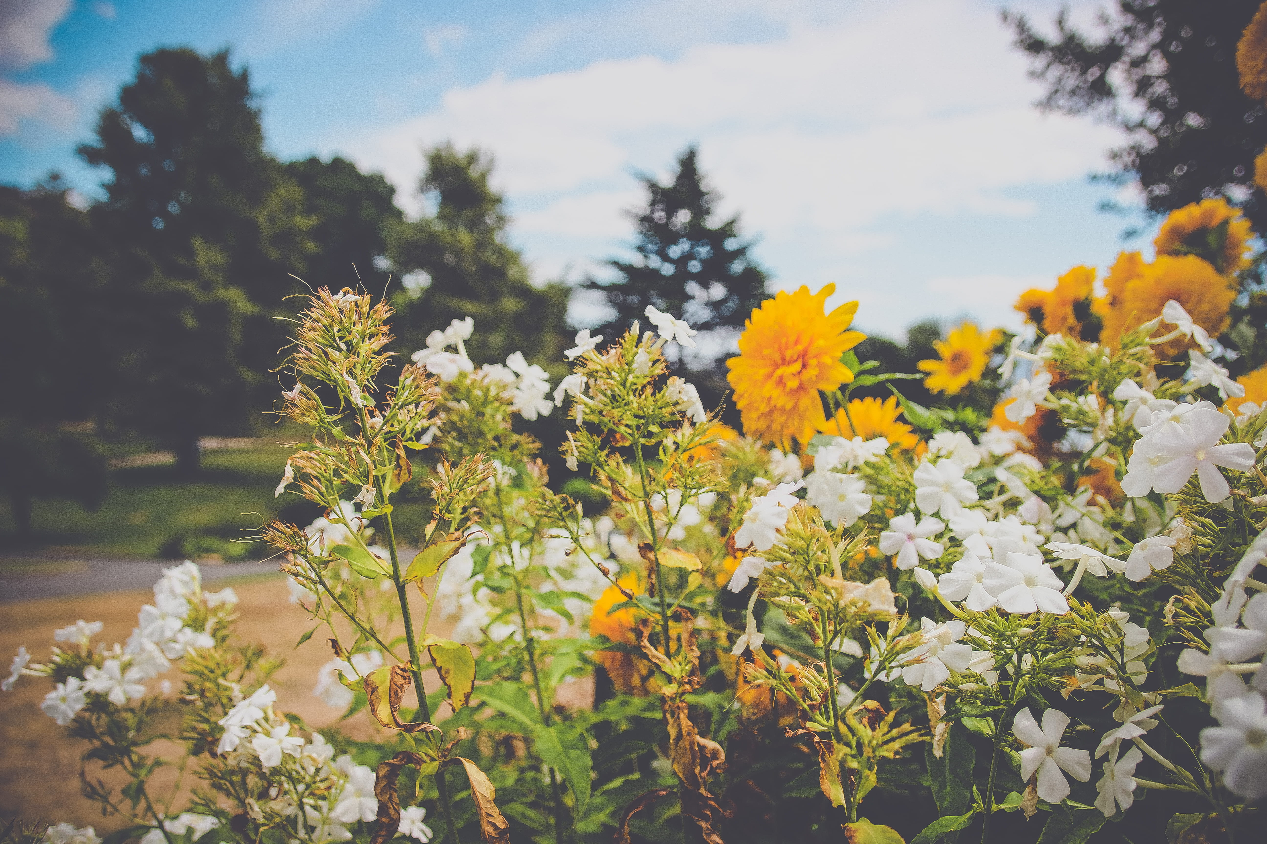 land, freshness, no people, jar, growth, blossom, close-up, sky, field, tree, daisies, vase, potted plant, beauty in nature, yellow, leaf, fir, focus on foreground, HD Wallpaper