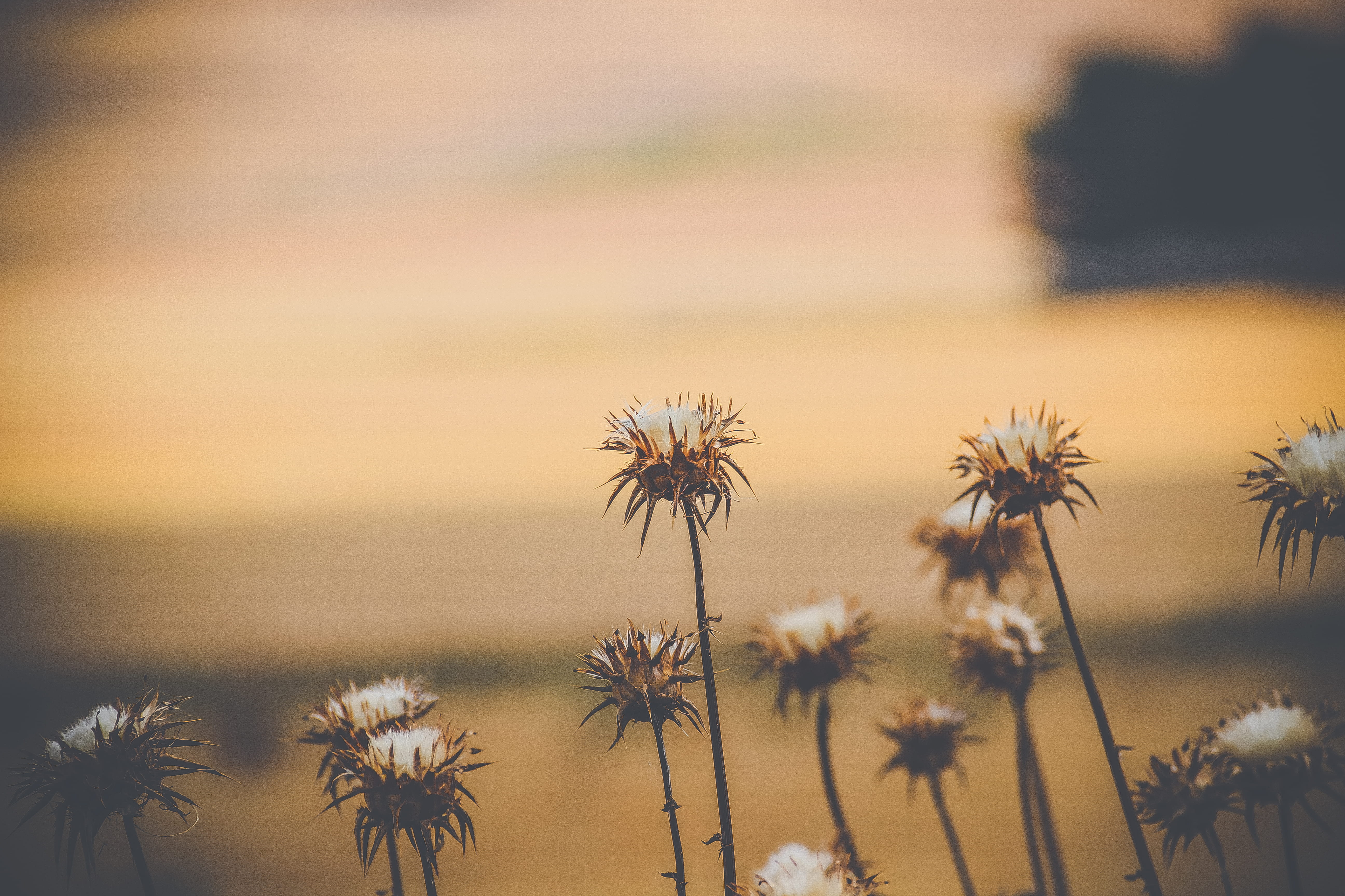 vulnerability, inflorescence, summer, flower, 5K, nature, fragility, flowering plant, no people, close-up, daisy, flowers, daisies, allium, thistle, dandelion, HD Wallpaper