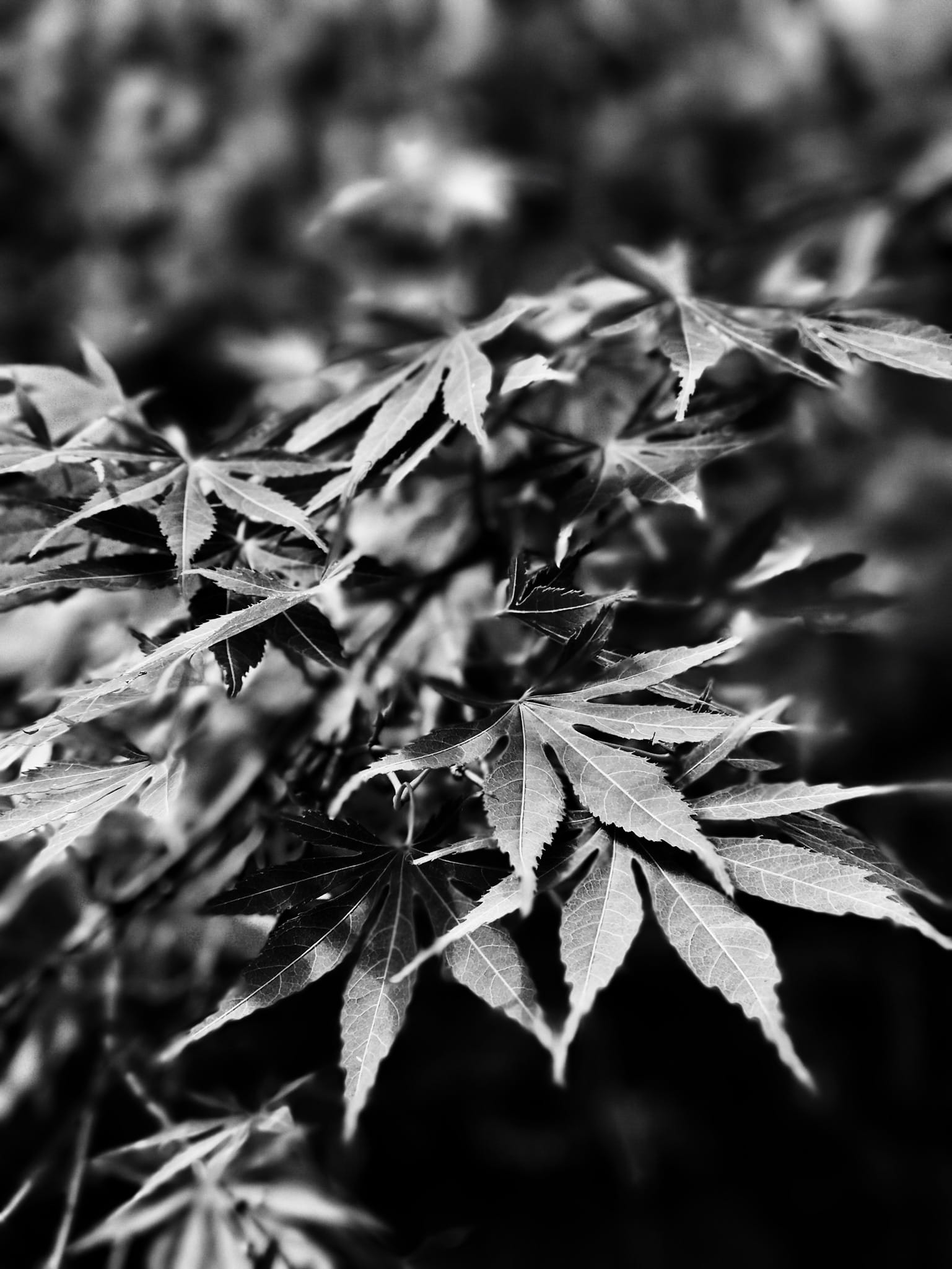 tree, beauty in nature, nature, leaf, australien, change, tranquility, maple tree, autumn, no people, natural condition, selective focus, focus on foreground, Phone HD Wallpaper