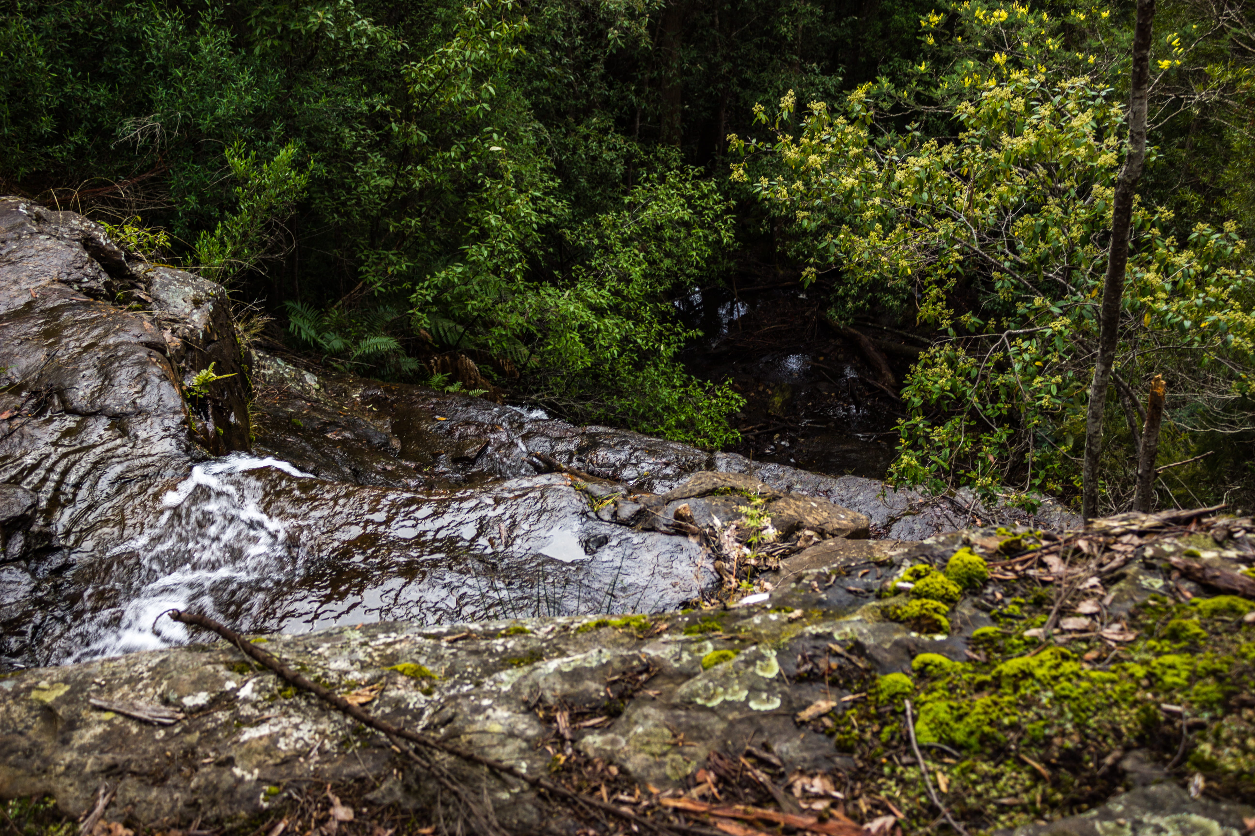 green color, solid, 5K, stream - flowing water, forest, water, rock - object, flowing, plant, beauty in nature, tree, tranquility, rainforest, flowing water, HD Wallpaper