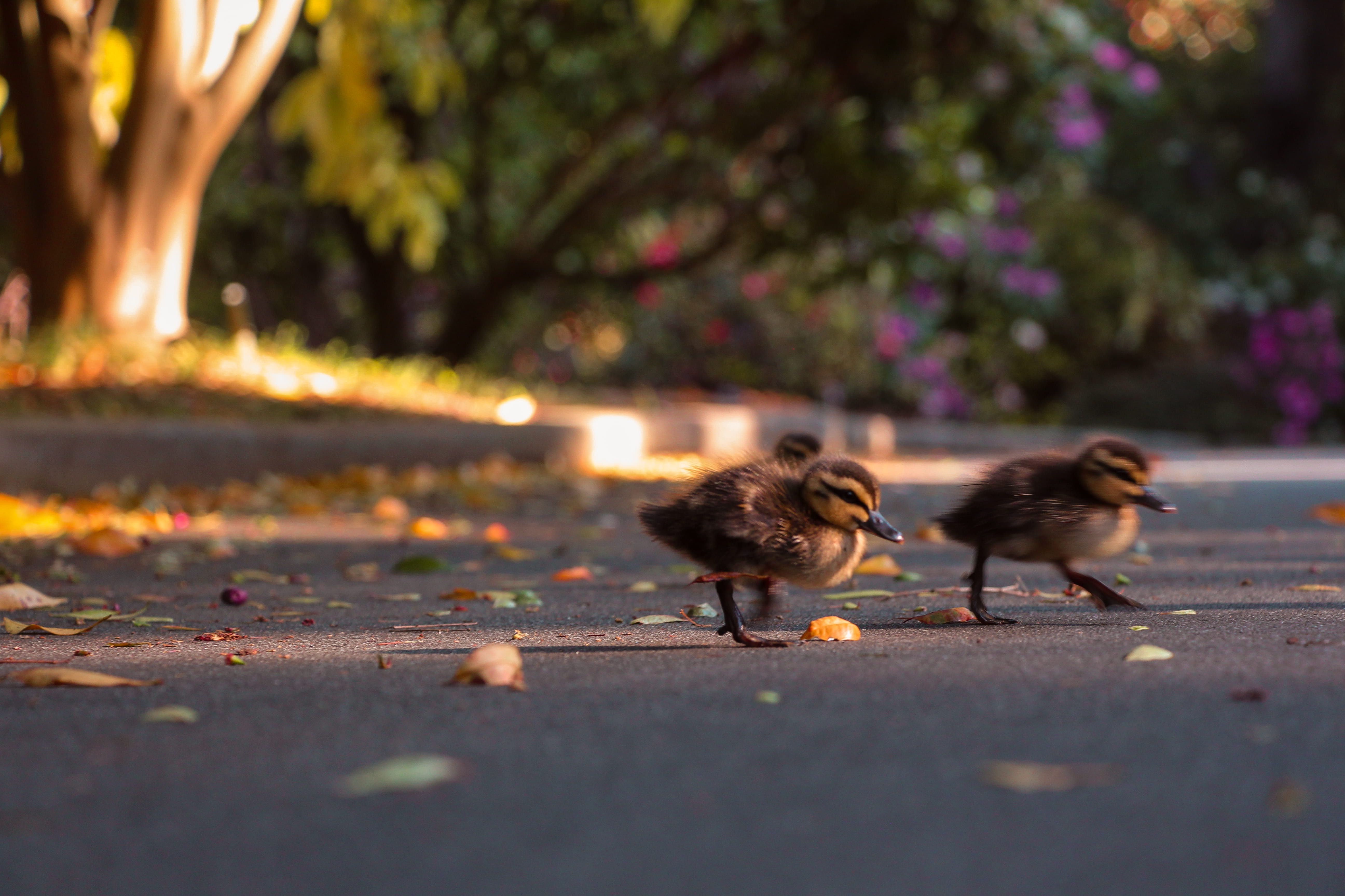 poultry, autumn, animal wildlife, tree, birds, two animals, australia, leaves, sunset, cute, young bird, animal themes, ducklings, duck, flowers, animals in the wild, HD Wallpaper