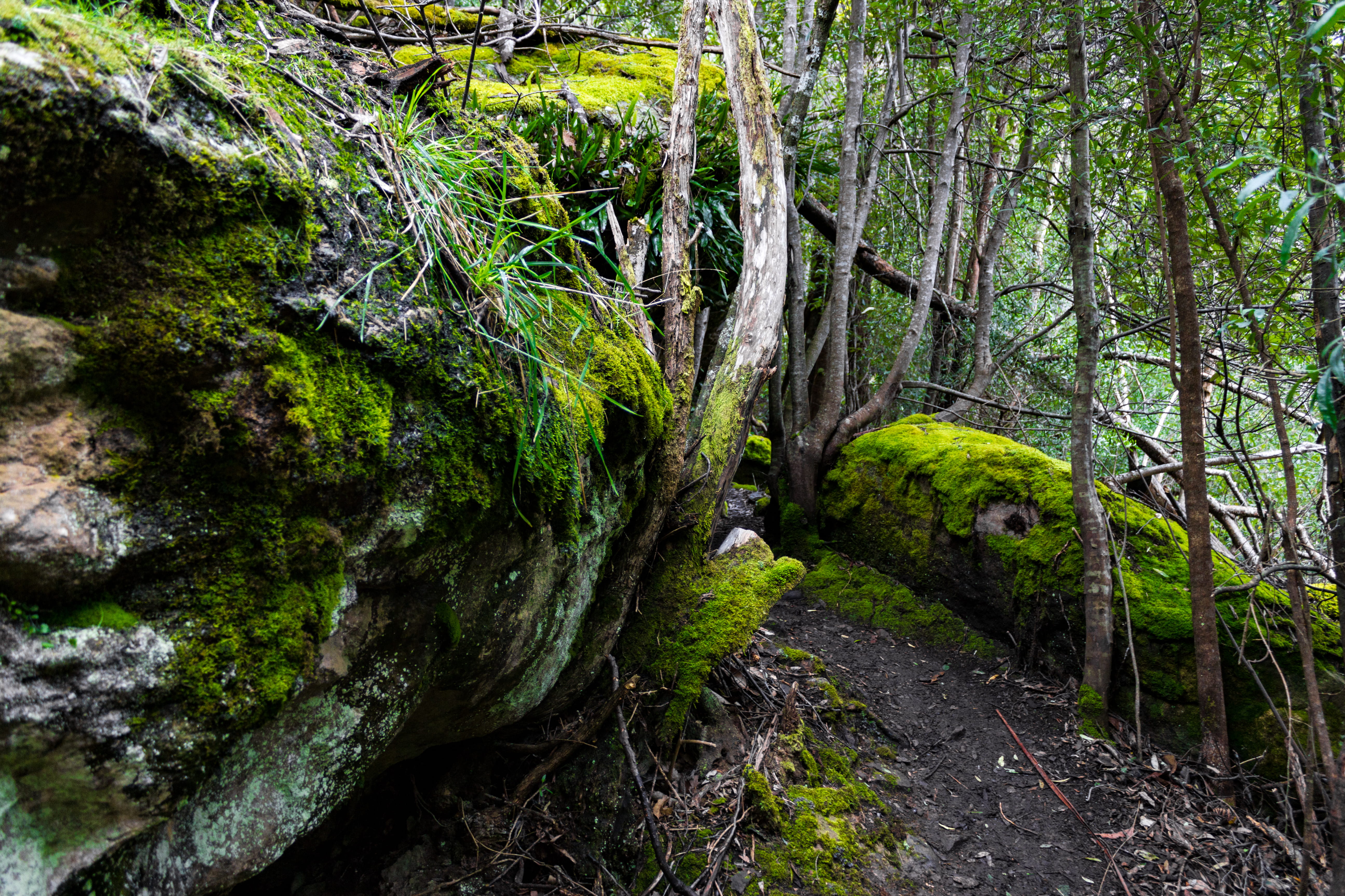 scenics - nature, non-urban scene, lenah valley, tranquility, tree trunk, moss, day, forest, australia, tranquil scene, land, woodland, beauty in nature, HD Wallpaper