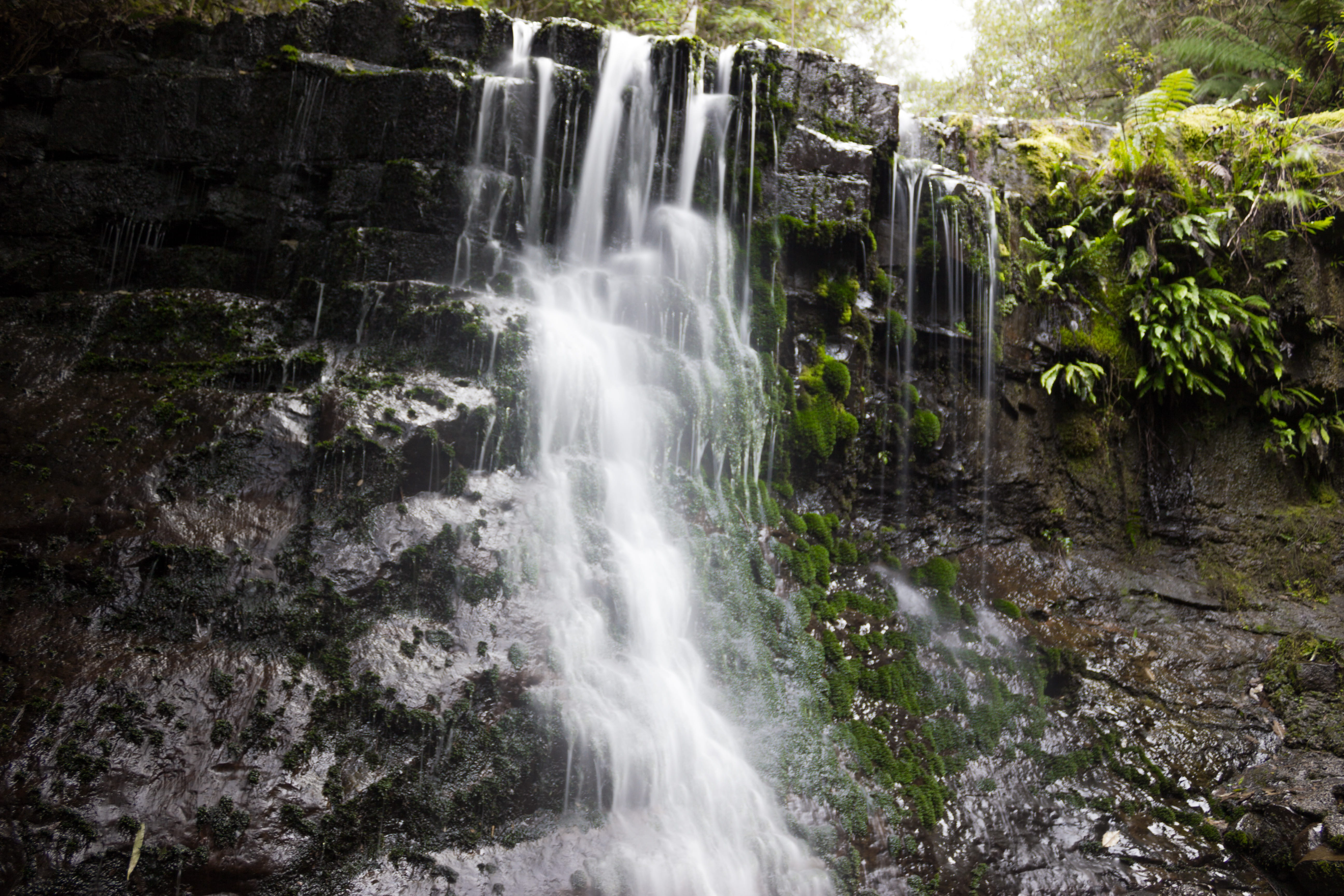 flowing water, water, forest, australia, land, flowing, tree, rainforest, waterfall, scenics - nature, blurred motion, silver falls, plant, beauty in nature, HD Wallpaper
