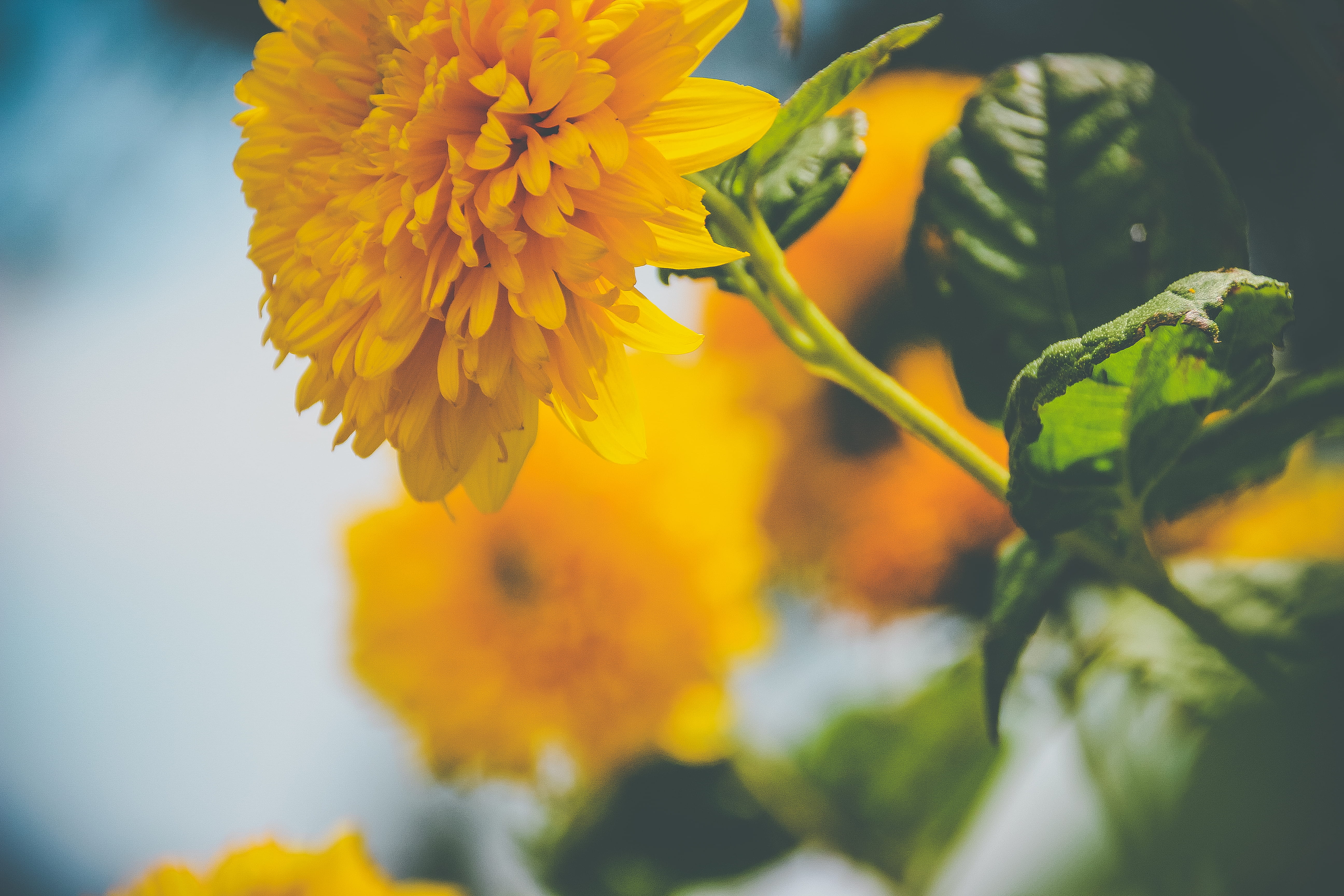 blossom, fragility, hornet, australia, flowering plant, yellow, insect, pollen, day, dahlia, cluster, growth, orange color, no people, asteraceae, dandelion, HD Wallpaper