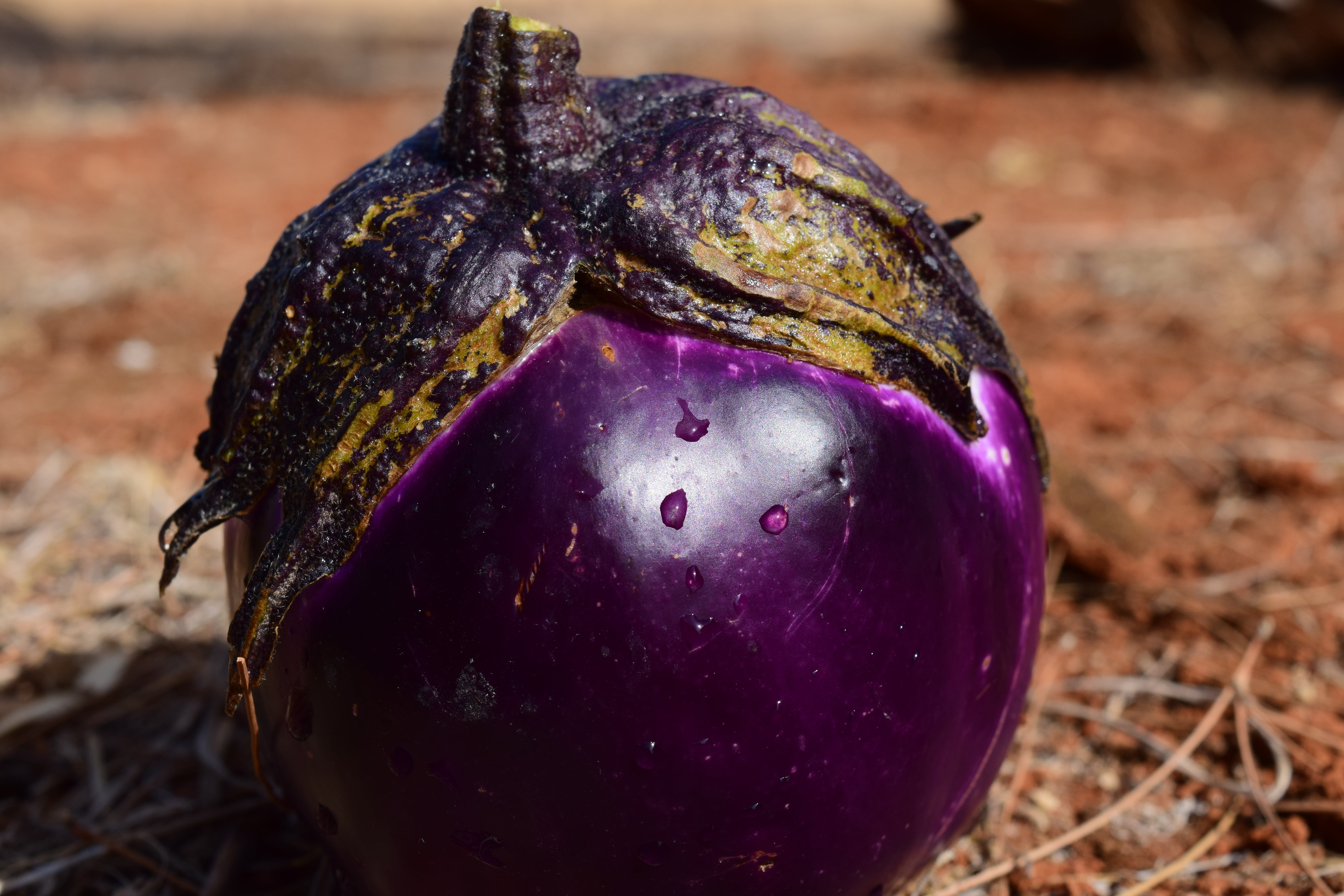 day, nutrition, food and drink, freshness, wellbeing, vegetable, focus on foreground, purple, close-up, vitamins, eggplant, single object, frisch, healthy eating, HD Wallpaper