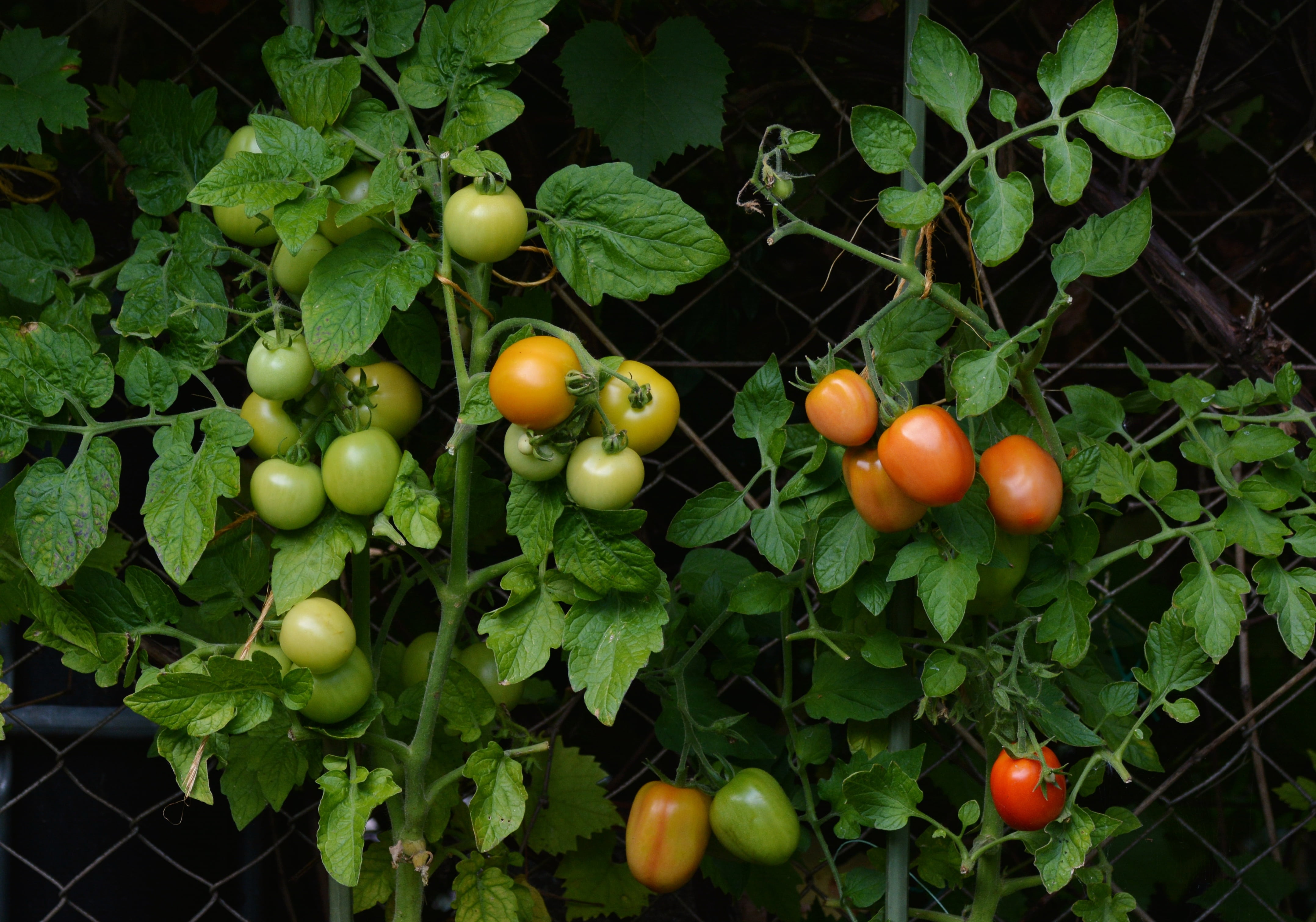 close-up, growth, immature, vegetable growing, 4K, nachtschattengewächs, green, red, plant, vegetable, nature, tomato, freshness, food, breeding, organic, HD Wallpaper