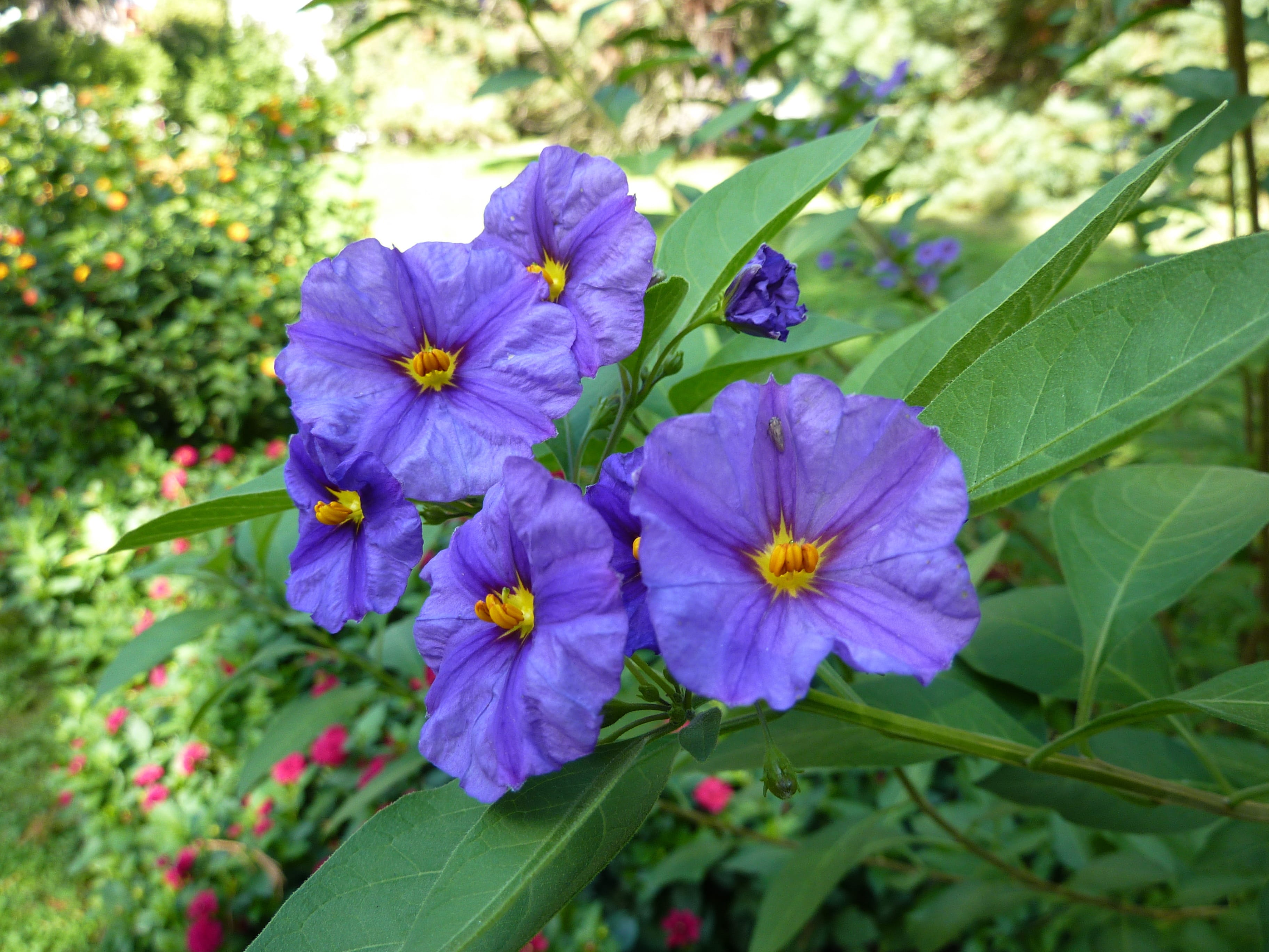 day, growth, plant, blue, botany, nature, flower head, outdoors, purple, petal, no people, plant part, fragility, vulnerability, flowering plant, nachtschattengewächs, HD Wallpaper