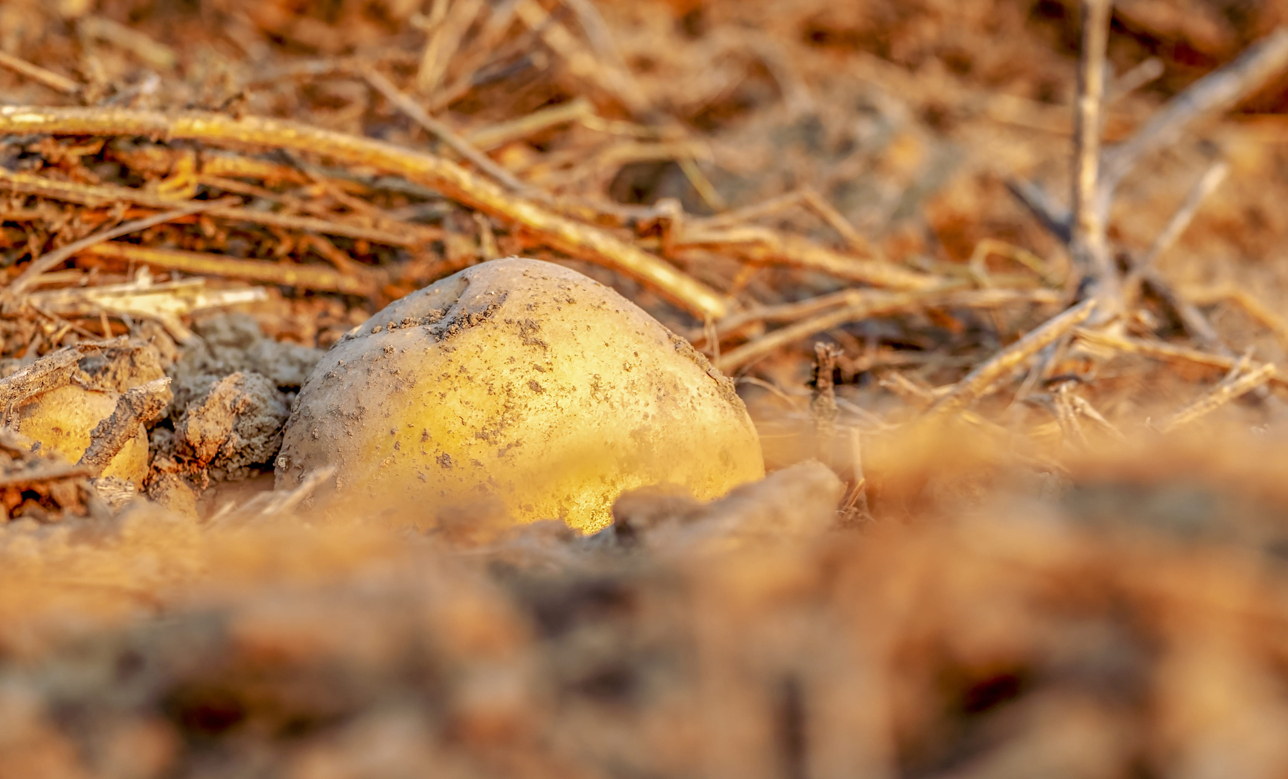 plant, grass, agriculture, full frame, tuber, backgrounds, earth apple, brown, earth, food, rock, erdfrucht, field, bio, no people, surface level, selective focus, HD Wallpaper