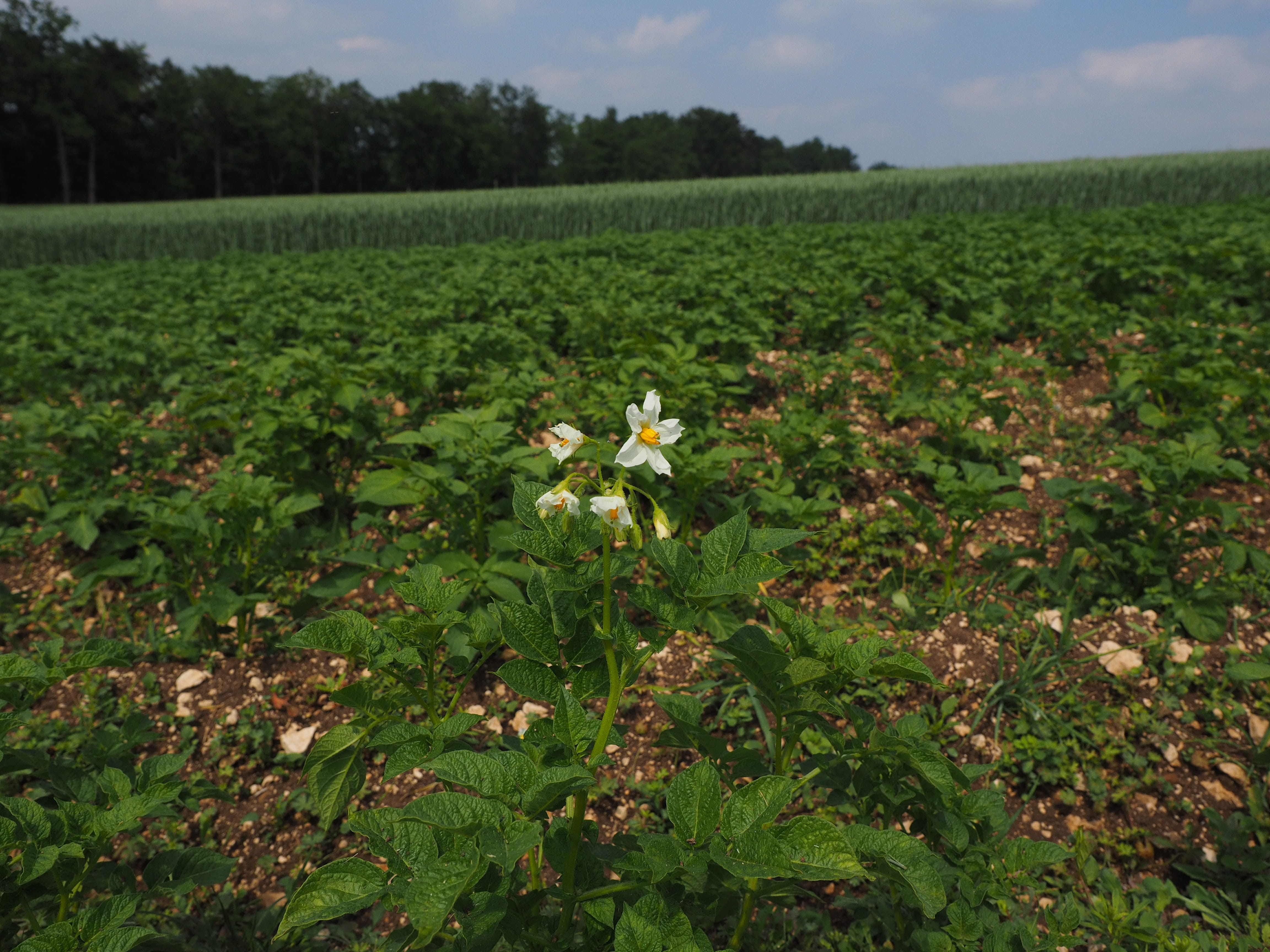 nachtschattengewächs, farm, grumbeer, white, agriculture, beauty in nature, land, crop, bloom, freshness, solanum tuberosum, flower, growth, outdoors, Potato, HD Wallpaper