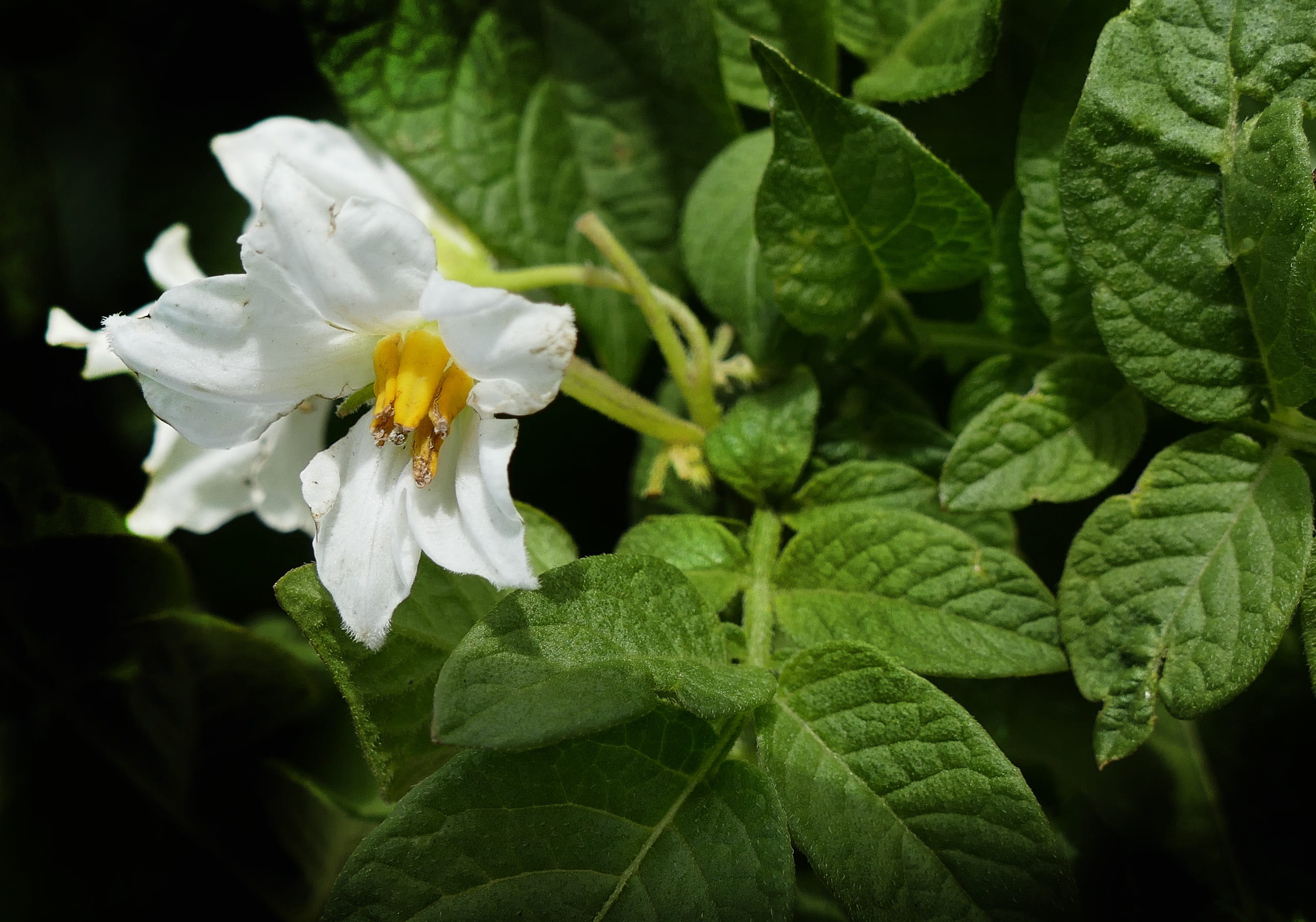 focus on foreground, agriculture, green color, blossom, vulnerability, leaf, crop, petal, fragility, grumbeer, close up, potato herb, bloom, day, plant, HD Wallpaper