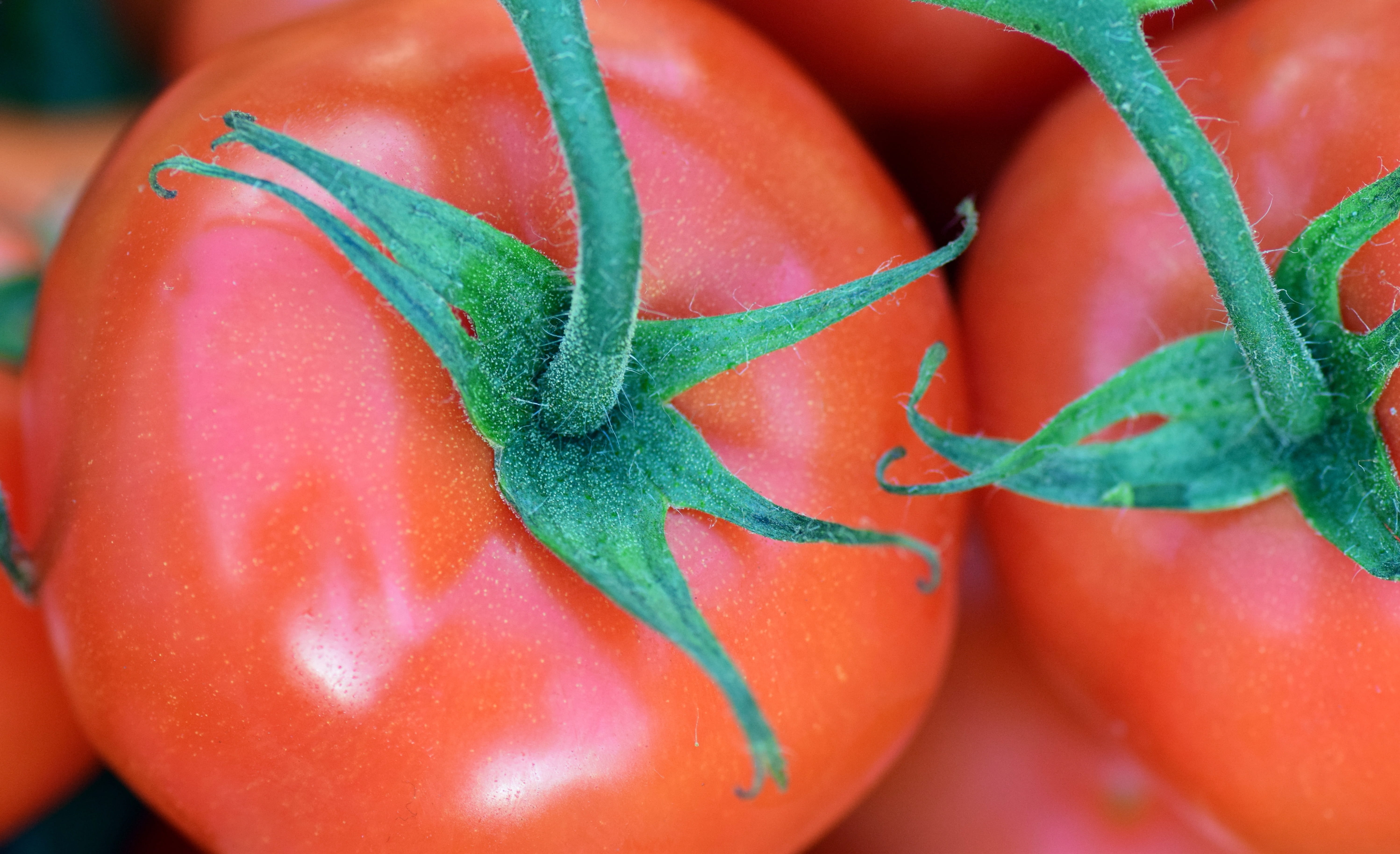 vitamins, delicious, 5K, frisch, Bush Tomato, plant, growth, eat, tomato, wellbeing, Vegetables, day, food and drink, tomato fruit, healthy eating, vegetable, HD Wallpaper