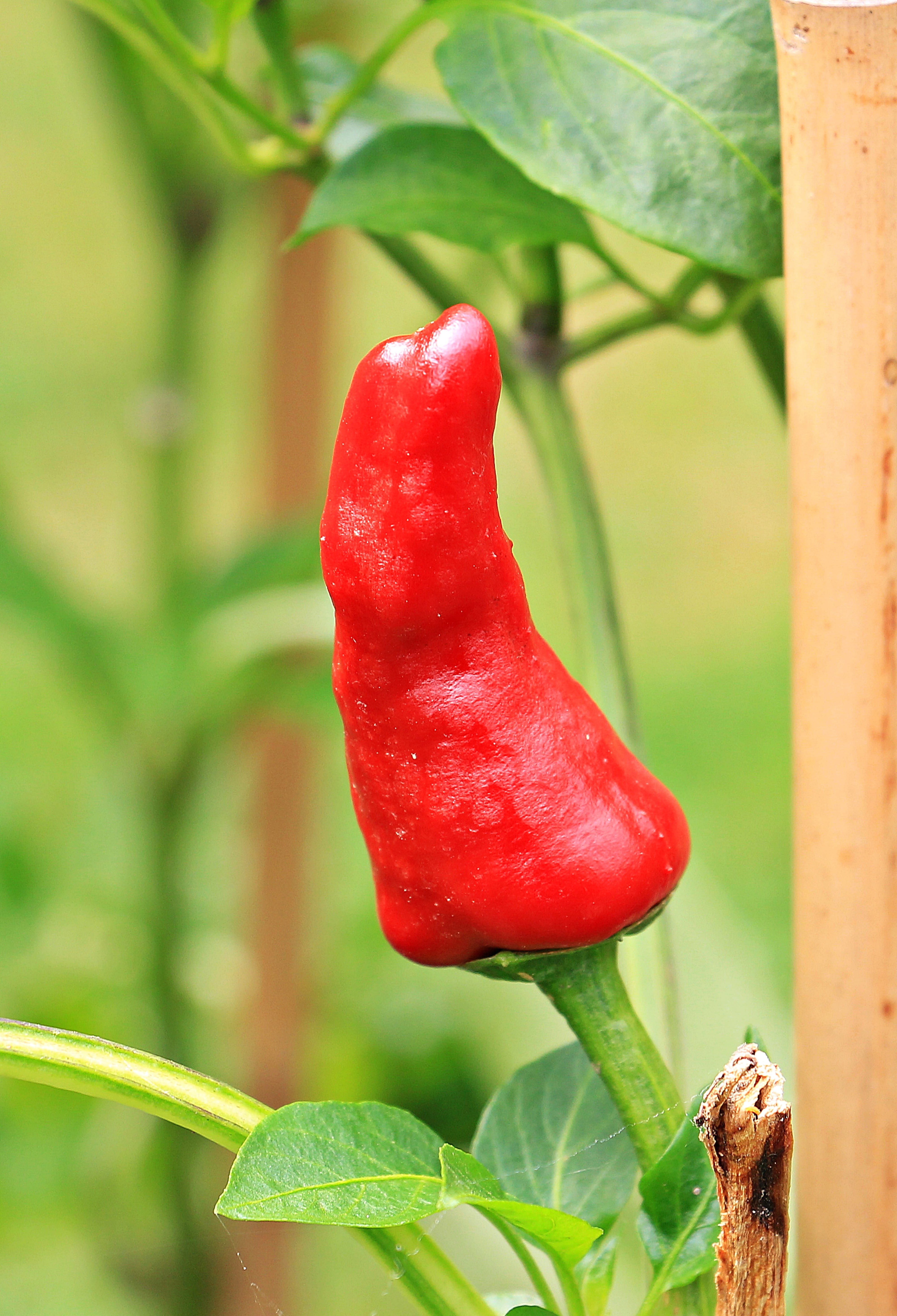 red pepper, nature, spice, chili pepper, fruity hot, hot peppers, plant, vegetable, paprika, growth, outdoors, fiery, day, sharp, no people, chili peppers, Phone HD Wallpaper