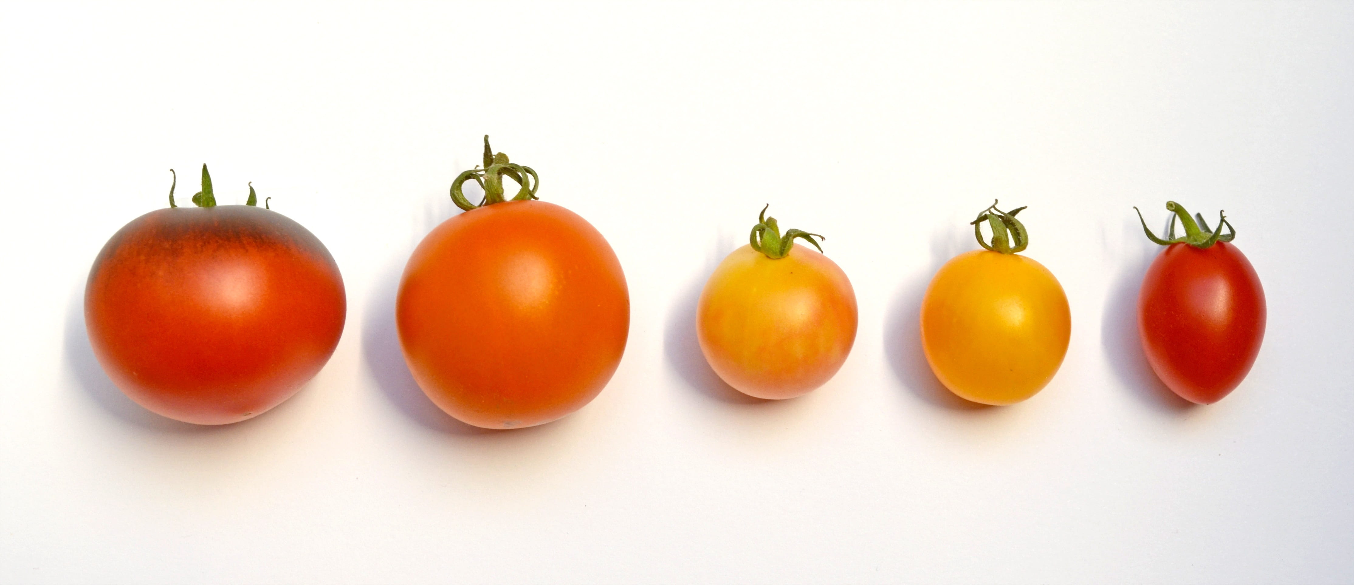 tomato breeding, healthy eating, five, vegetable, bush tomato, tomato fruit, freshness, medium group of objects, white surface, no people, cut out, cherry, HD Wallpaper