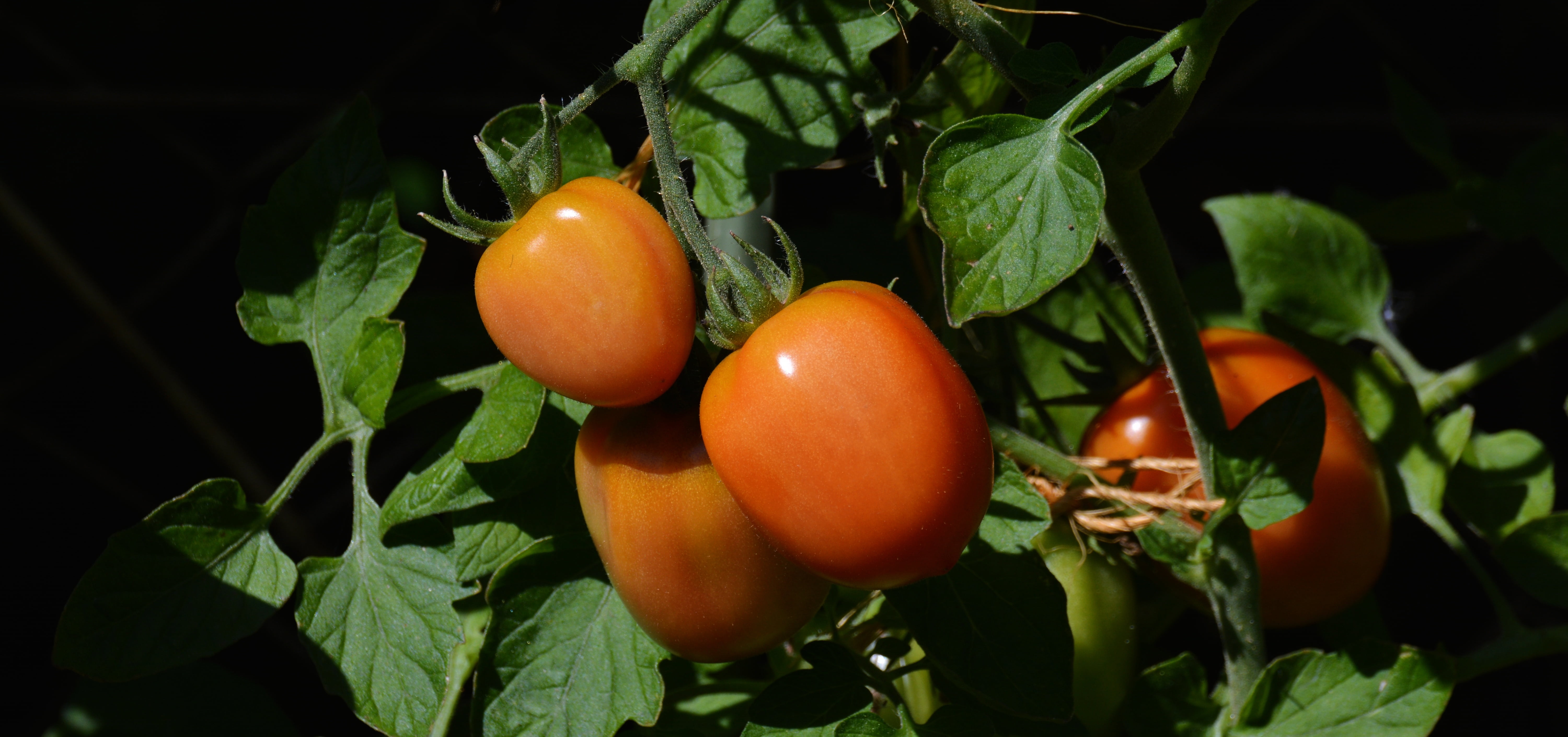 harvest, tomatenrispe, ripe, agriculture, panicle, no people, outdoors, vegetable growing, garden, growth, vegetable Garden, tomato shrub, food and drink, HD Wallpaper