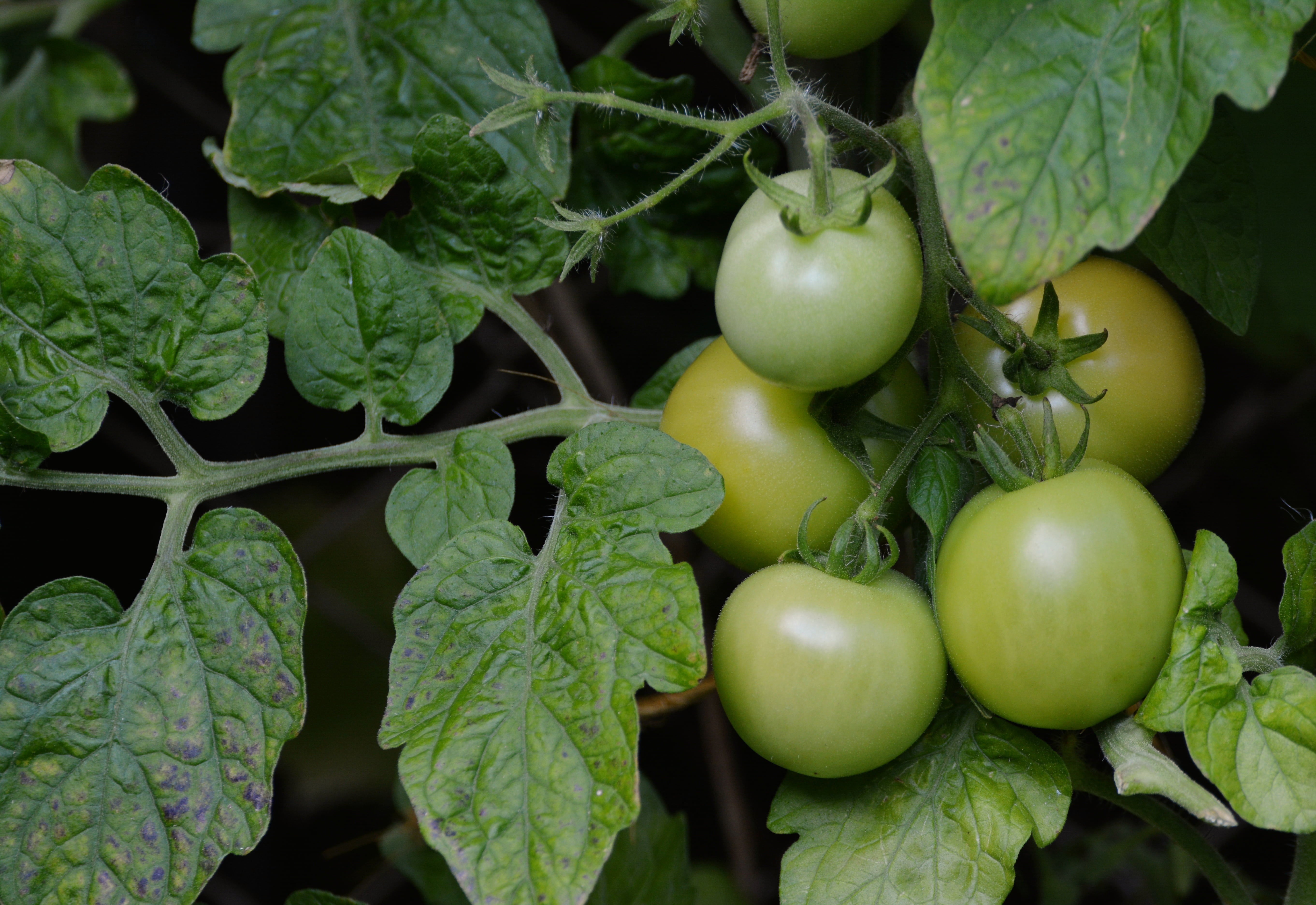 nature, leaf, vegetable, fried green tomatoes, nachtschattengewächs, ripe, tomato, freshness, close-up, food, food and drink, raw food, tomatoes, green color, HD Wallpaper