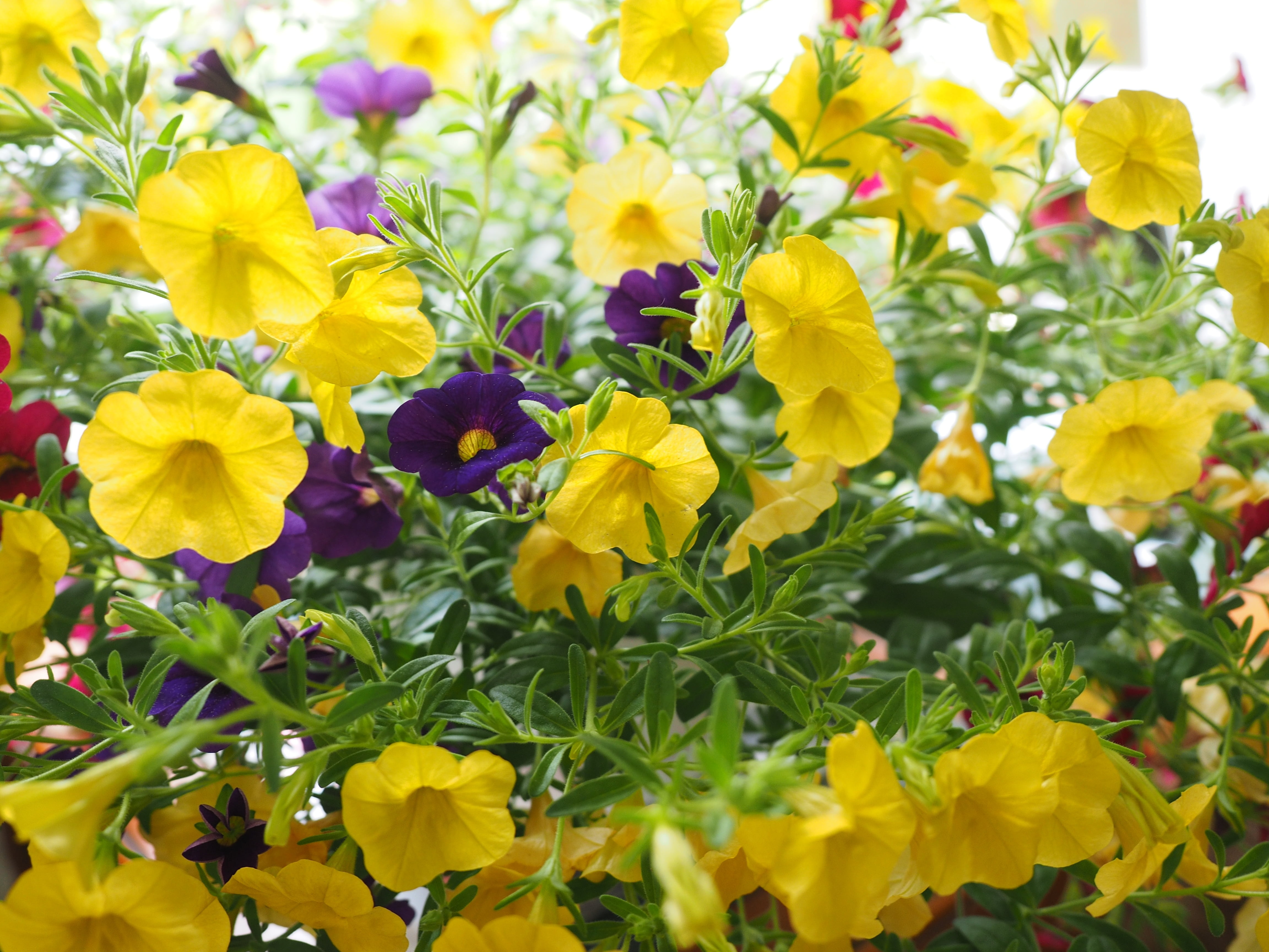 sea of flowers, nachtschattengewächs, flower head, flowers, balcony plant, growth, plant, day, vulnerability, solanaceae, 4K, inflorescence, nature, outdoors, HD Wallpaper