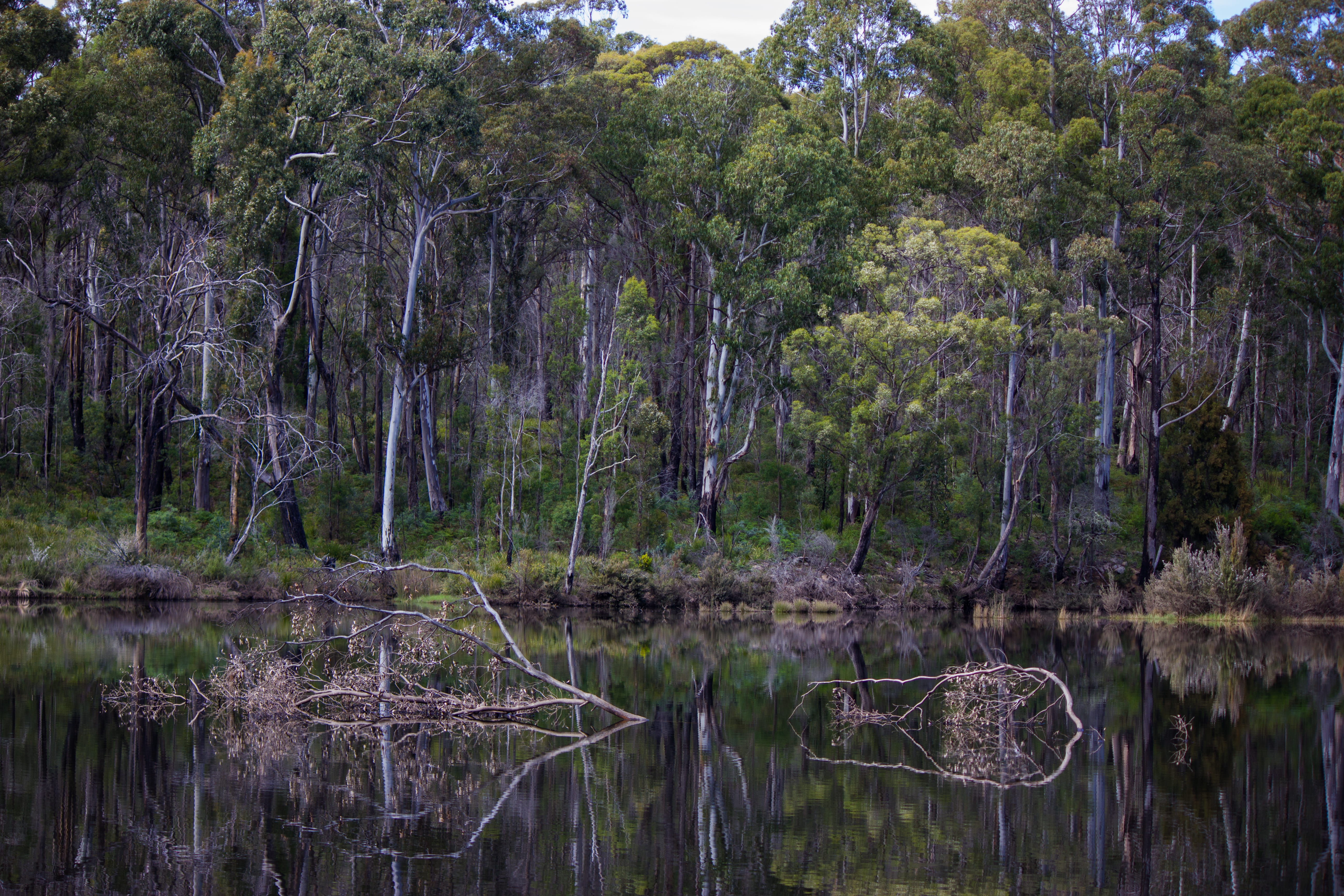 scenics - nature, tranquil scene, beauty in nature, land, forest, no people, tree, 5K, nature, waterfront, lake repulse, lake, plant, water, growth, australia, HD Wallpaper