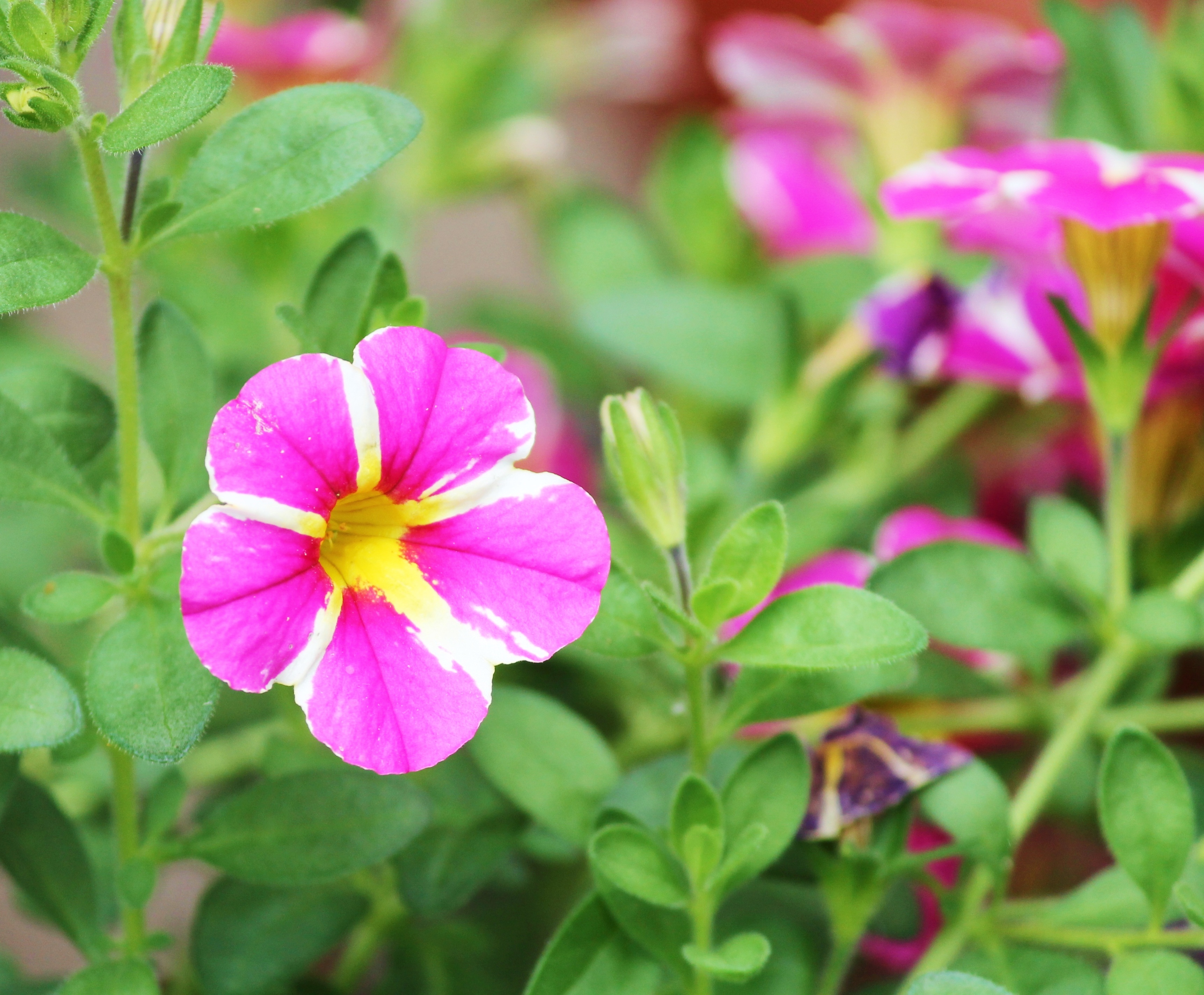 close, freshness, summer, pollen, blossom, fragility, ornamental plant, green color, growth, botany, day, 2K, garden petunia, flower, outdoors, flower Head, HD Wallpaper