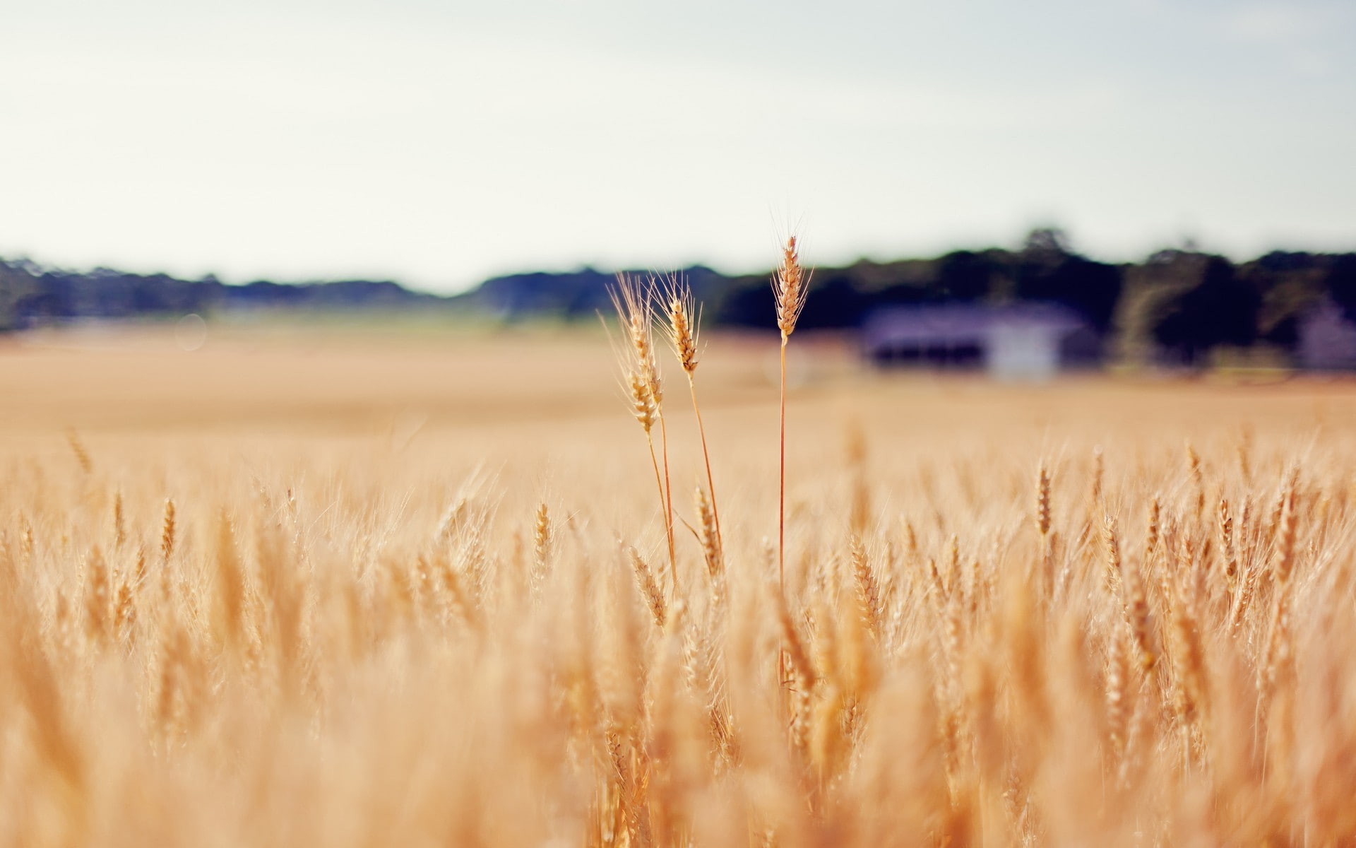 1080P, wheat, nature, HD Wallpaper