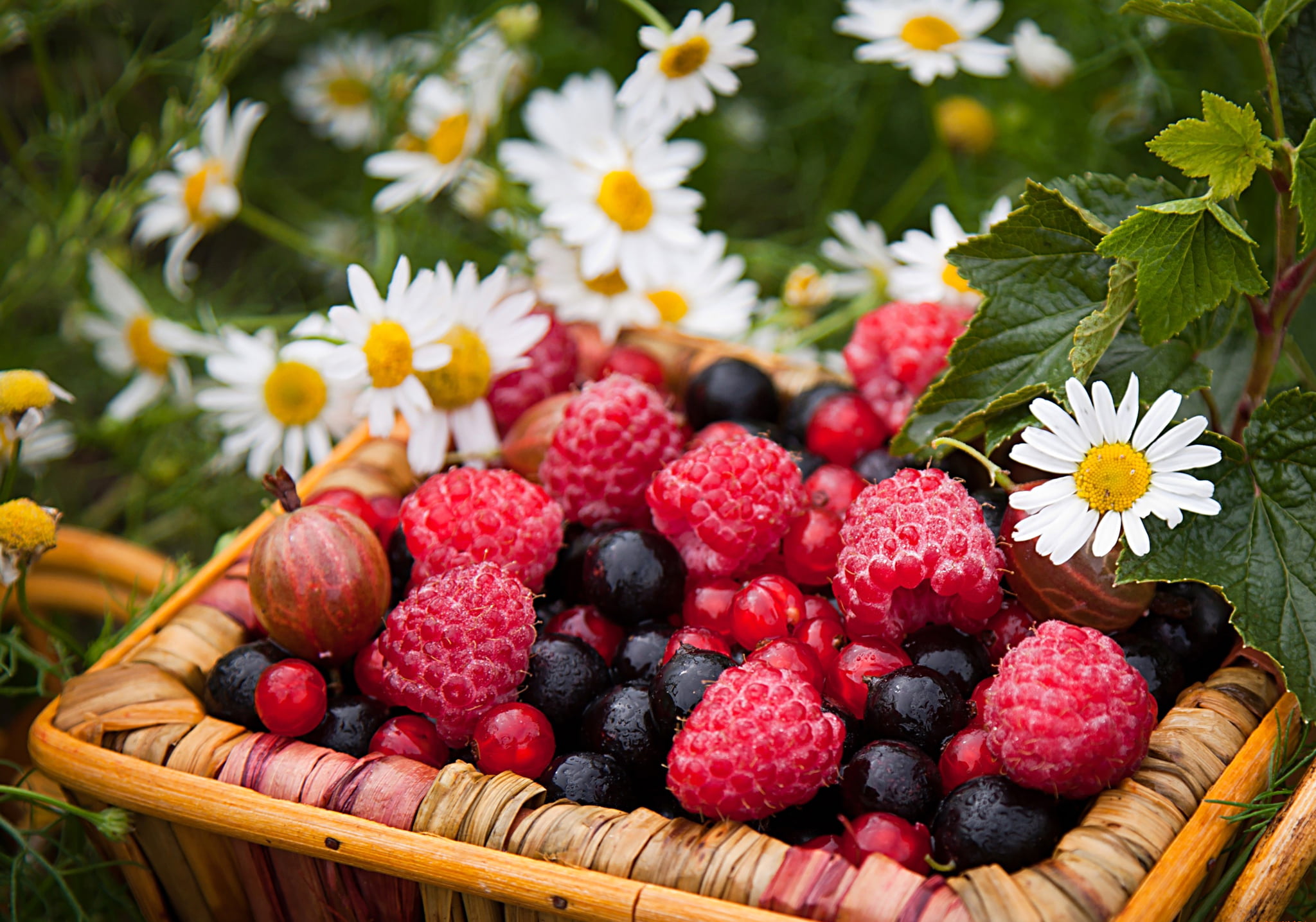 currants, food and drink, chamomile, ripe, no people, raspberries, wood - Material, bunch, leaf, refreshment, agriculture, nature, dieting, healthy Lifestyle, HD Wallpaper