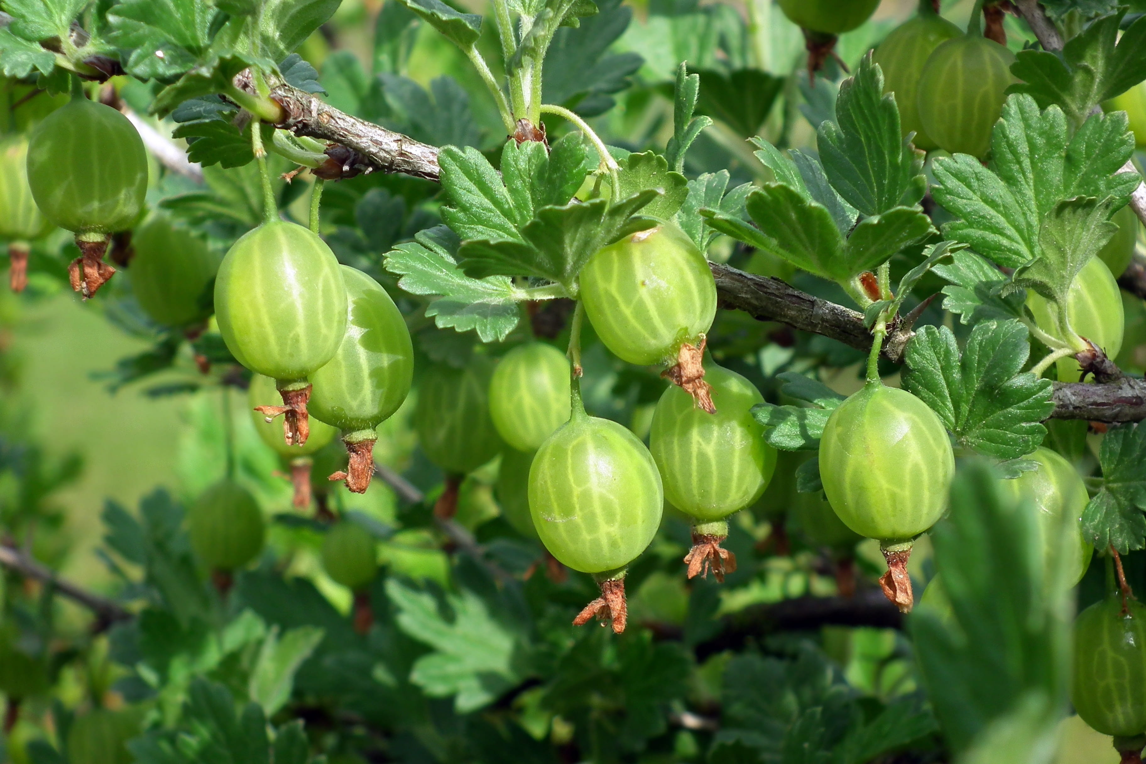 nature, plant part, close-up, wellbeing, freshness, healthy eating, growth, ripe, beauty in nature, gooseberry, bush, day, outdoors, food and drink, no people, HD Wallpaper