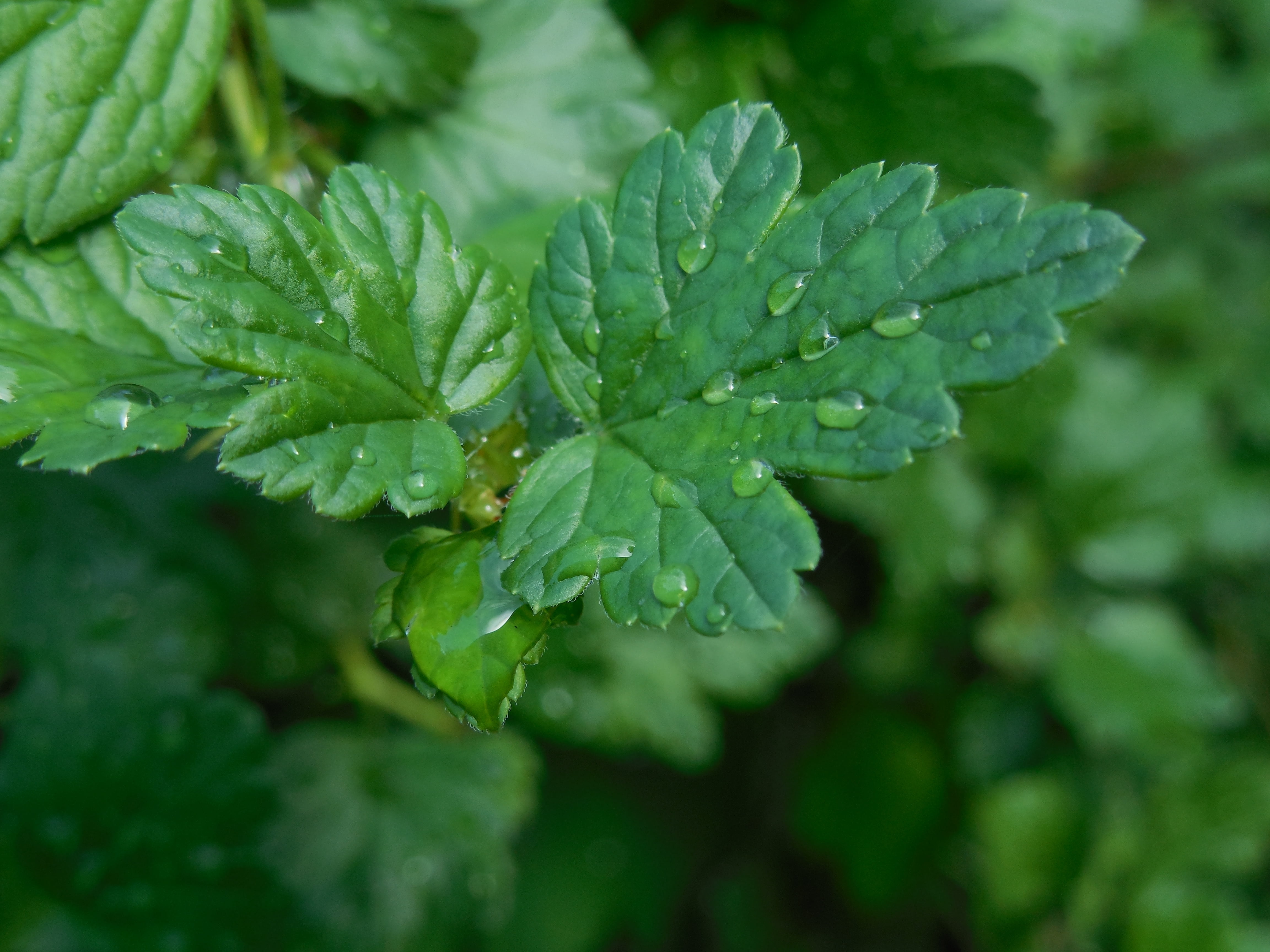food, food and drink, leaf, close-up, herb, day, 4K, wet, green, gooseberries, backgrounds, plant part, no People, environment, nature, macro, forest, HD Wallpaper