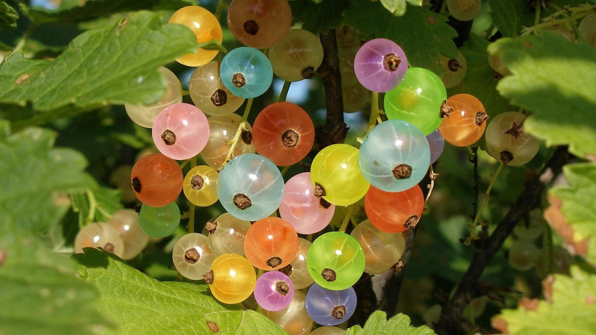 food and drink, leaf, season, abundance, plant, summer, hanging, selective focus, gooseberries, multi Colored, no people, green, berries, sunlight, growth, HD Wallpaper