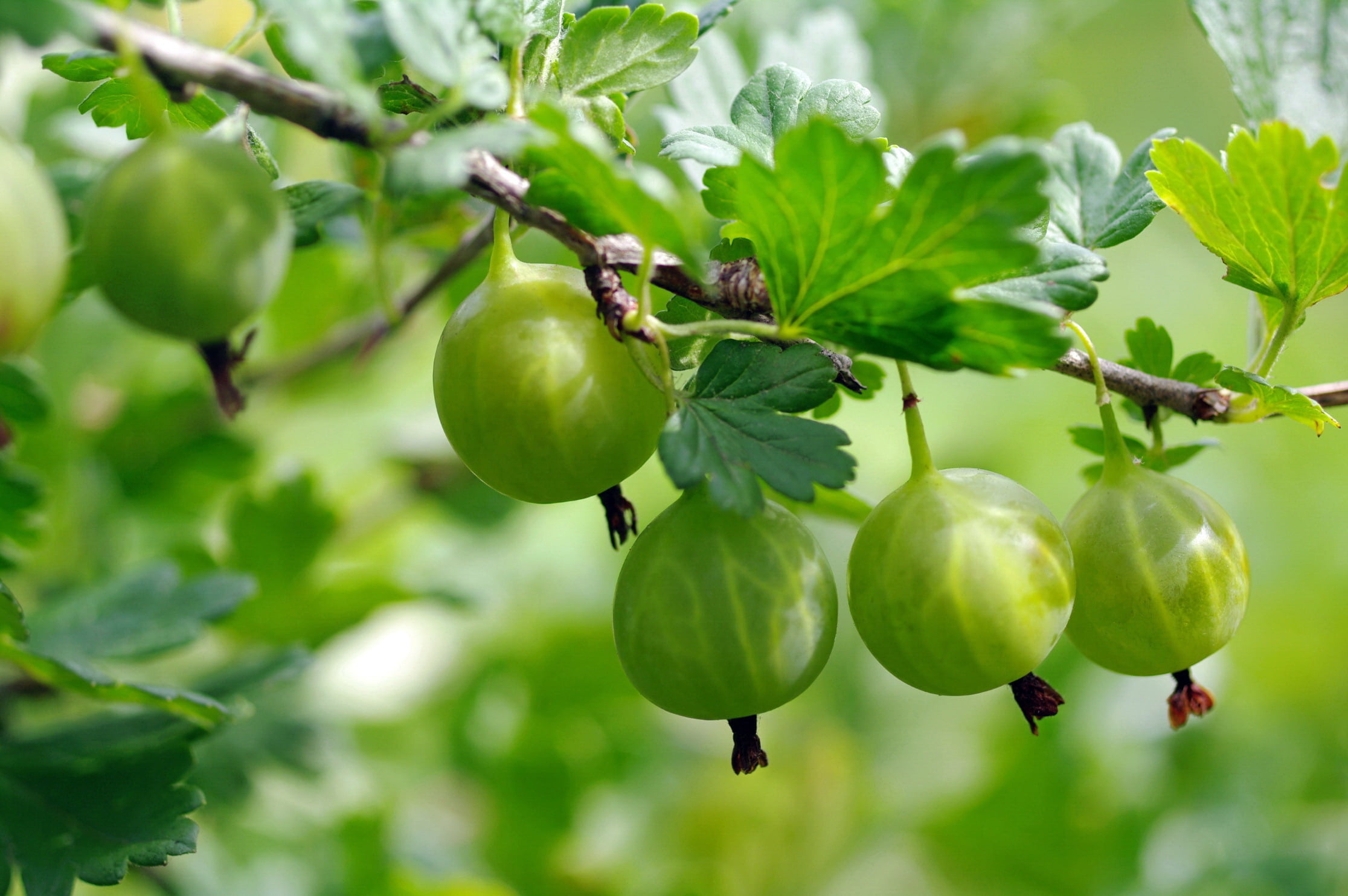 food and drink, wellbeing, tree, leaf, plant part, ripe, 1080P, berry, outdoors, branch, unripe, healthy eating, fruit, close-up, focus on foreground, HD Wallpaper