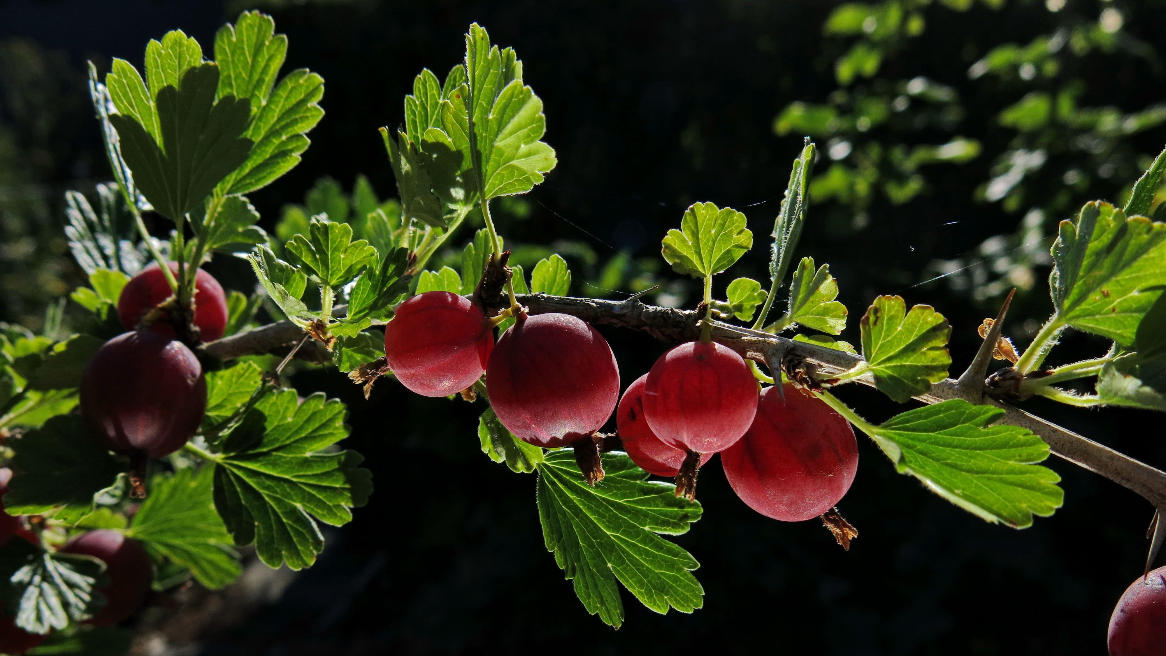 branch, close up, plant, gooseberry, juicy, soft fruit, agriculture, outdoors, beauty in nature, gooseberries, 4K, round, day, garden, light, tree, ripe berries, HD Wallpaper