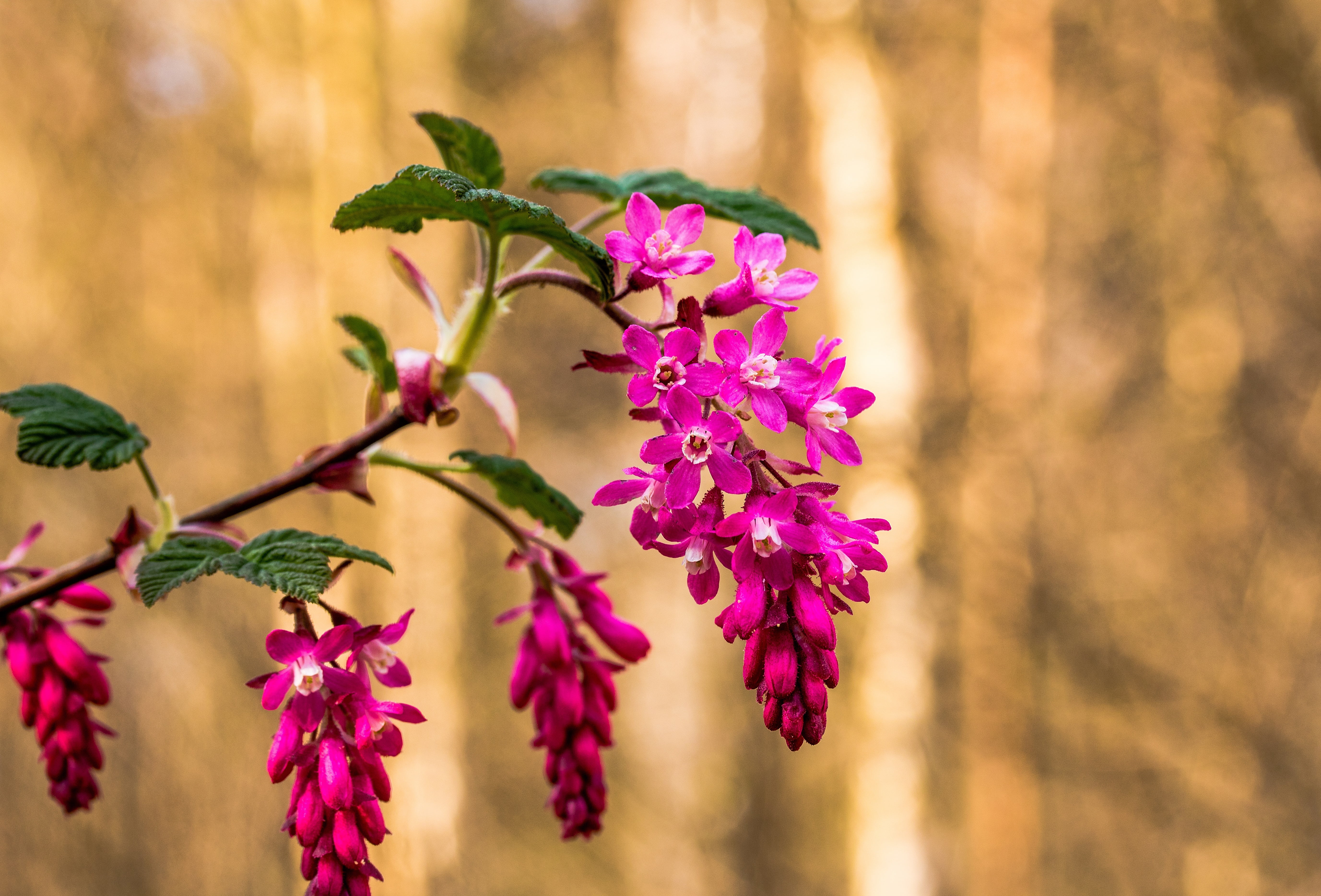 nature, 5K, bloom, corpuscle, gooseberry greenhouse, vulnerability, flowering plant, plant, blossom, ribes sanguineum, beauty in nature, purple, freshness, HD Wallpaper