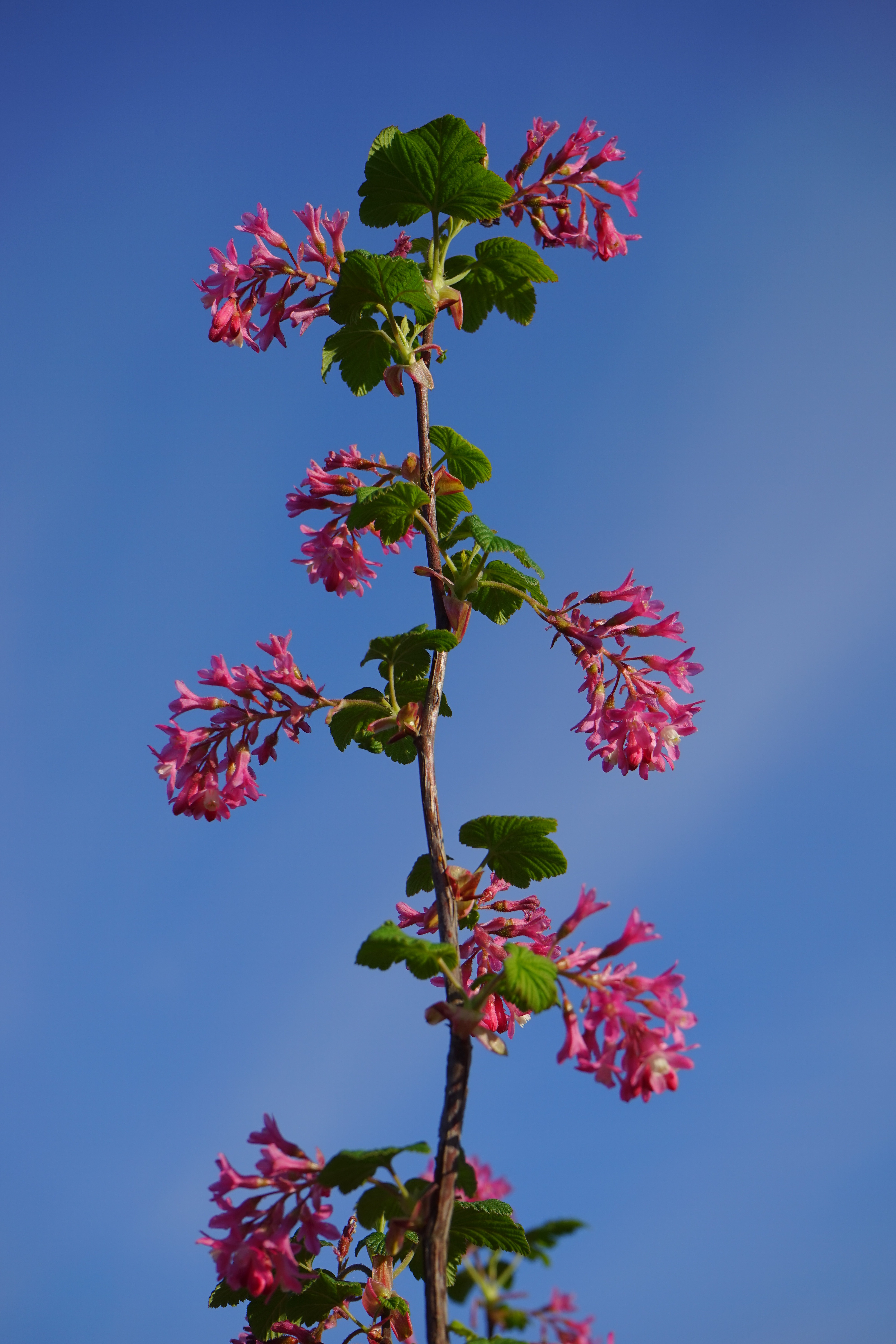 currants, petal, outdoors, grossulariaceae, blue, low angle view, flowering plant, red, growth, sky, bloom, 5K, ornamental shrub, day, nature, clear sky, Phone HD Wallpaper
