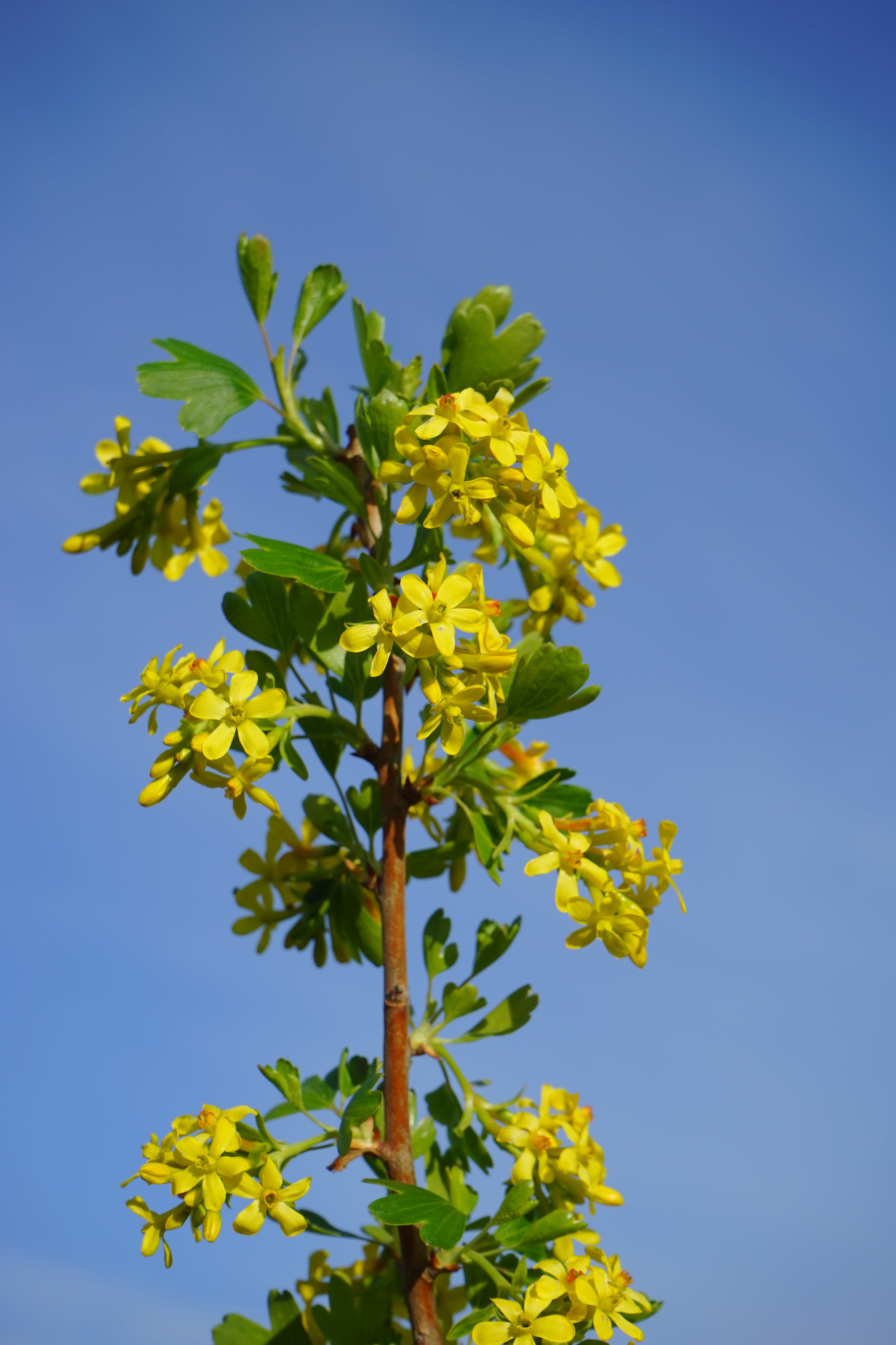 flowering plant, beauty in nature, freshness, gooseberry greenhouse, sky, blue, 5K, tree, yellow, flower head, plant, low angle view, plant part, clear sky, Phone HD Wallpaper
