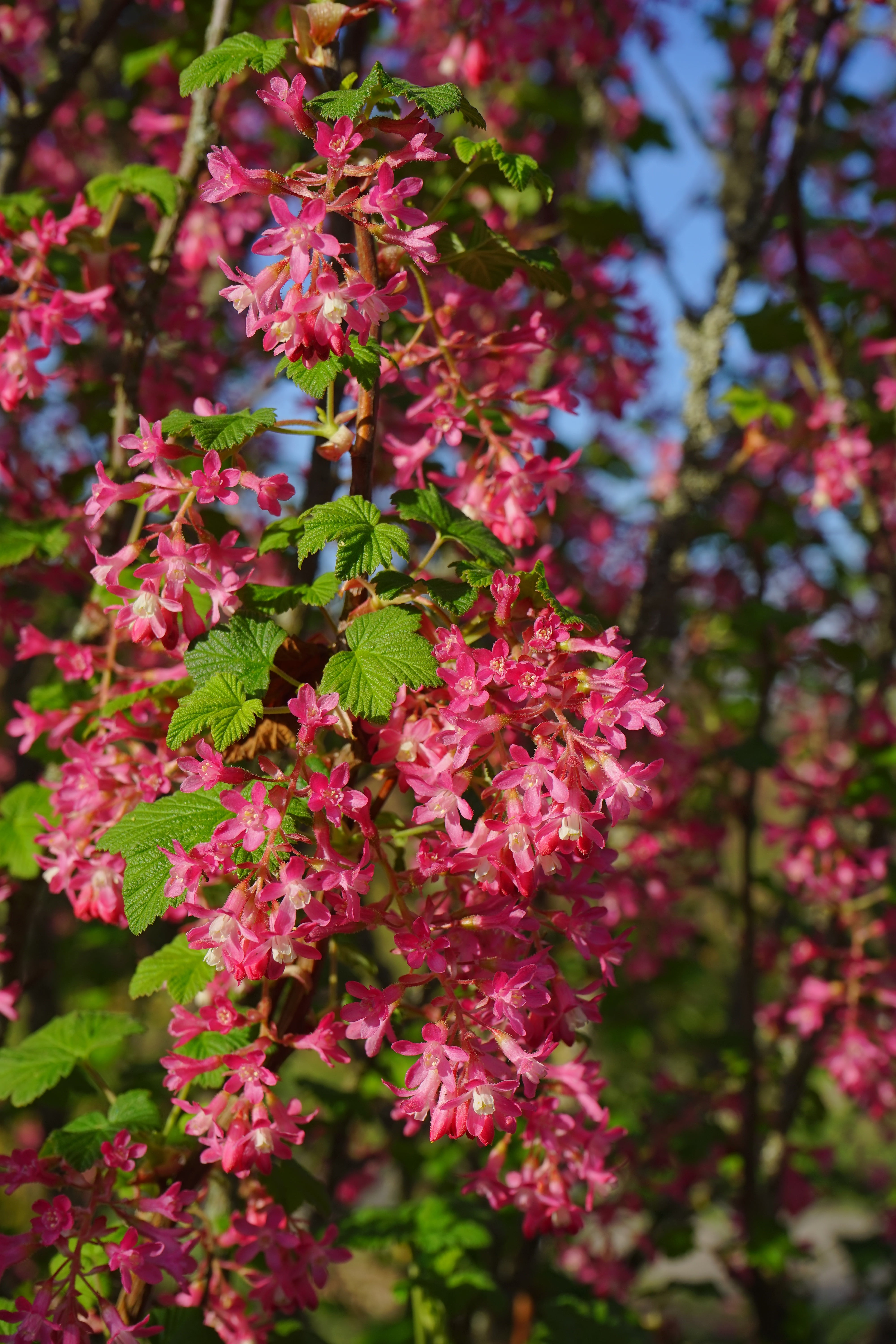 gooseberry greenhouse, lilac, springtime, nature, plant, outdoors, focus on foreground, bloom, ribes, no people, spring, day, fragility, leaf, freshness, Phone HD Wallpaper