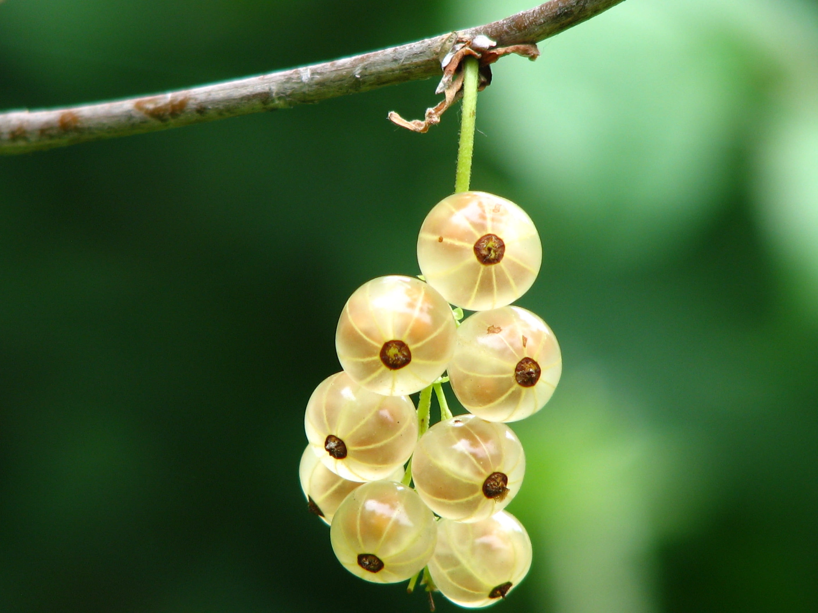 day, food, freshness, photo, growth, currants, wellbeing, grow, immature, close-up, branch, nature, bush, beauty in nature, healthy eating, fruits, currant, HD Wallpaper