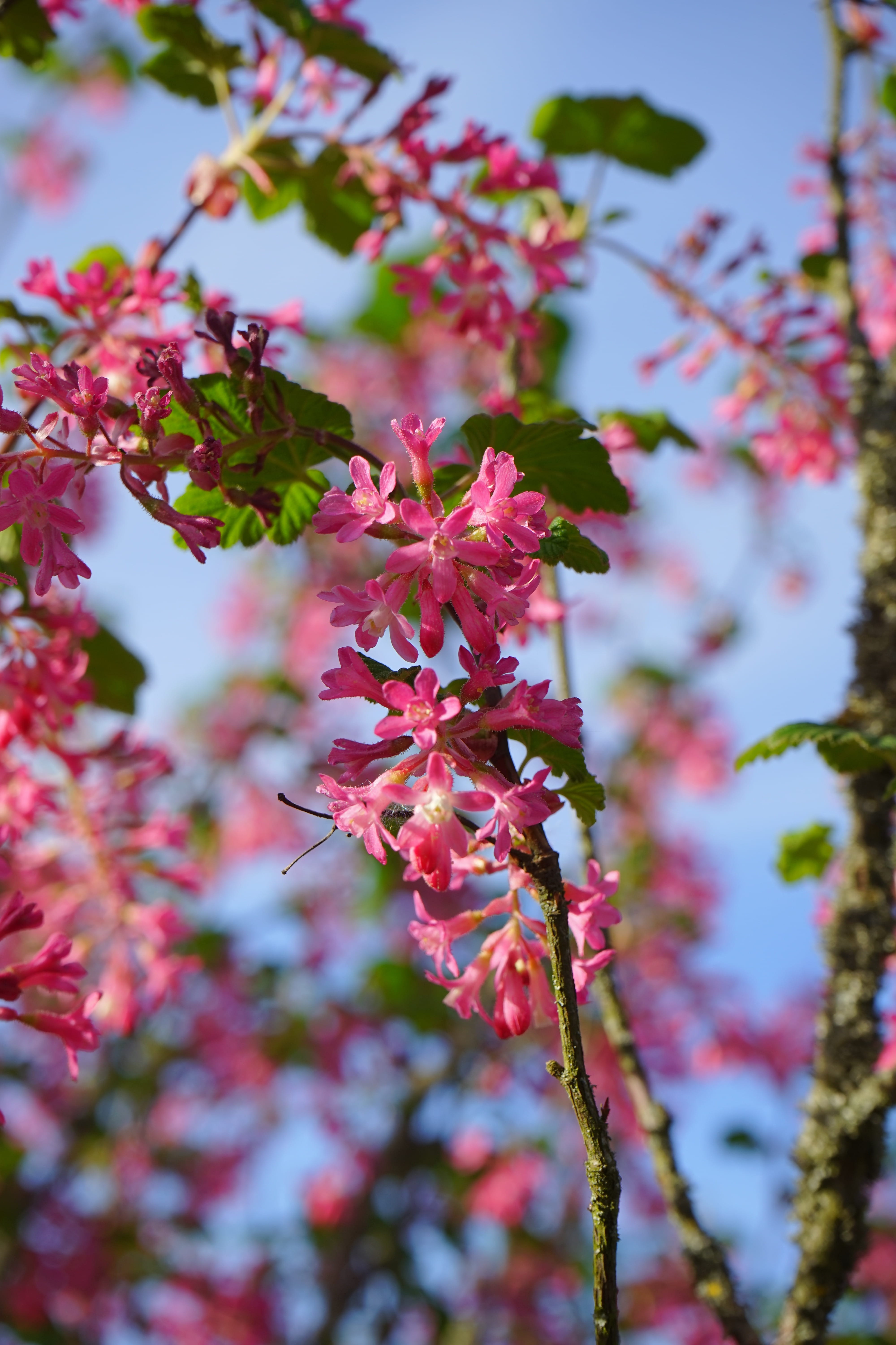 flower Head, springtime, ornamental shrub, red, grossulariaceae, 5K, Currant, day, season, ribes sanguineum, outdoors, japan, spring, bush, beauty In Nature, Phone HD Wallpaper