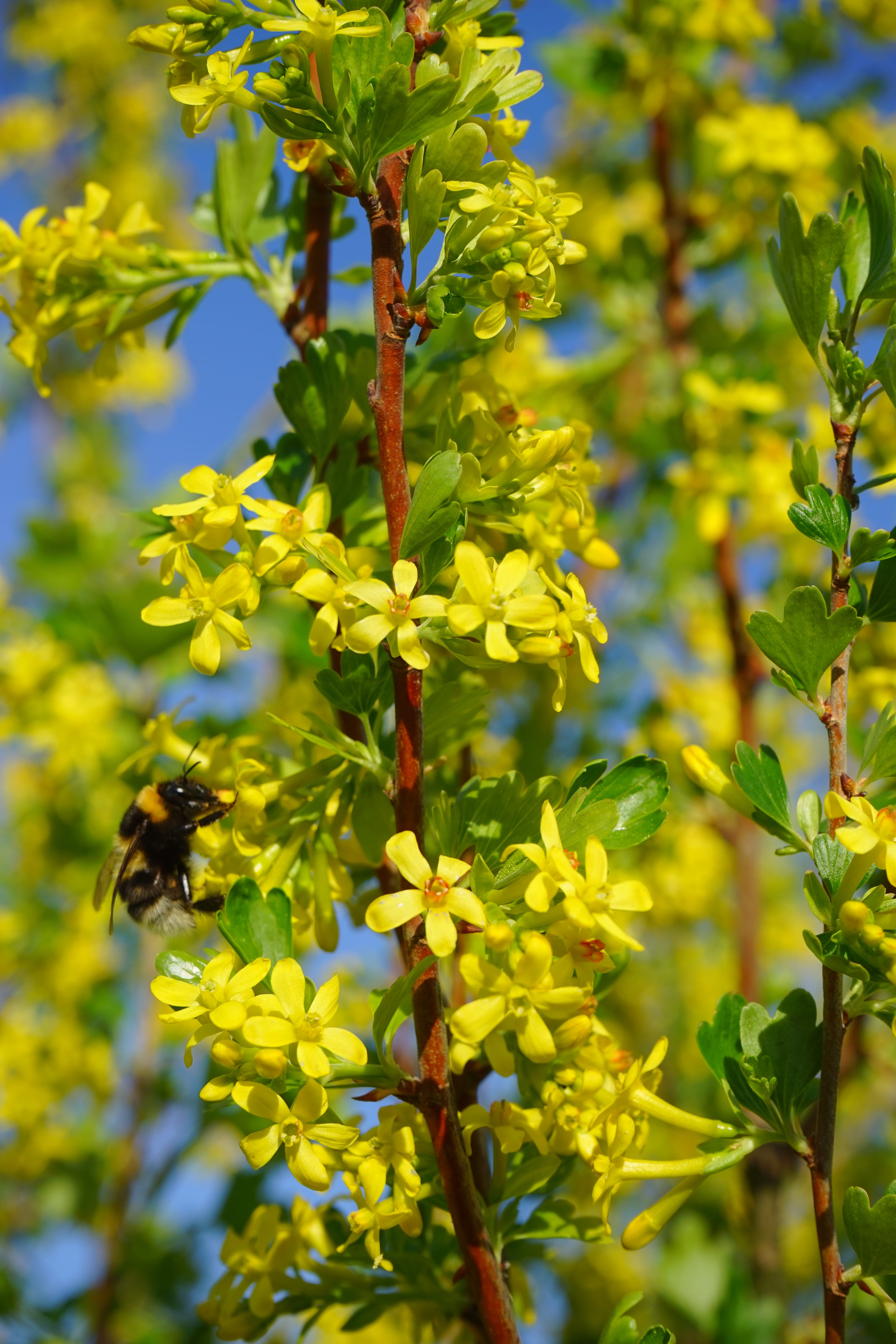 growth, freshness, animal wildlife, grossulariaceae, vulnerability, 5K, insect, currant, animals in the wild, one animal, flower head, bush, close-up, Phone HD Wallpaper