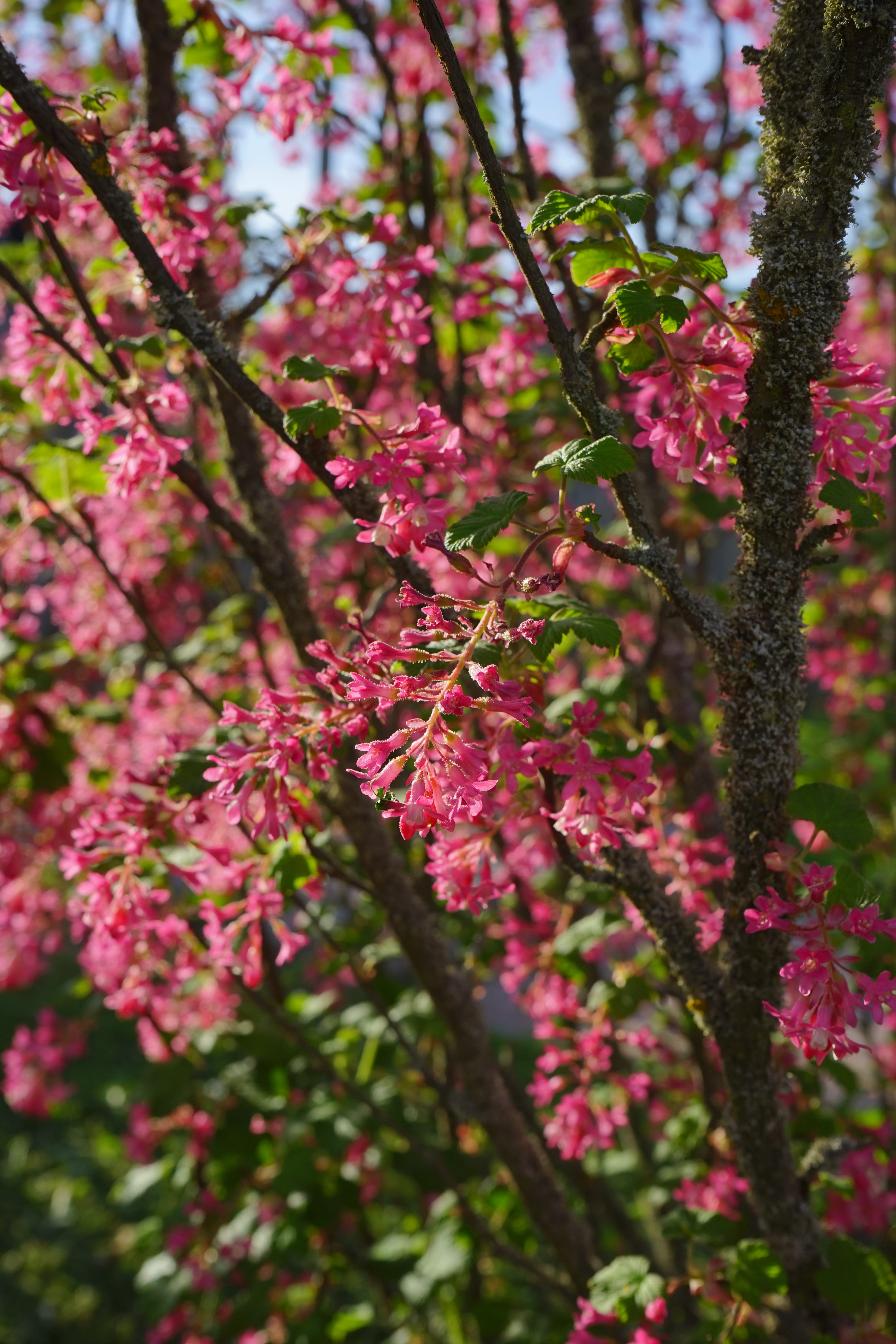 outdoors, freshness, ornamental shrub, close-up, flowering plant, bush, springtime, fragility, red, selective focus, pink color, spring, currants, cherry tree, Phone HD Wallpaper
