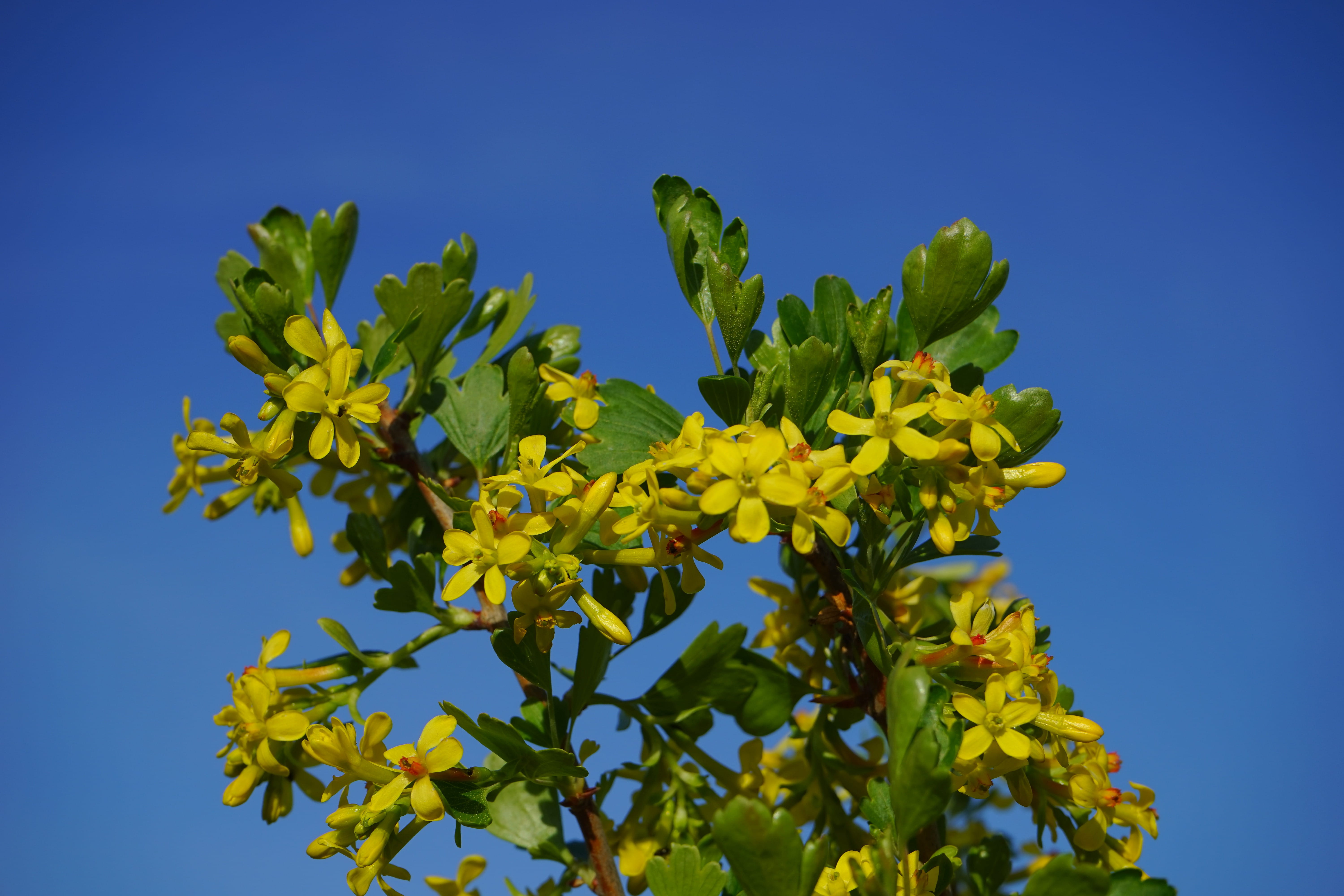 gooseberry greenhouse, freshness, growth, low angle view, blue, ribes aureum, grossulariaceae, flowering plant, shrub, 5K, branch, outdoors, beauty in nature, HD Wallpaper