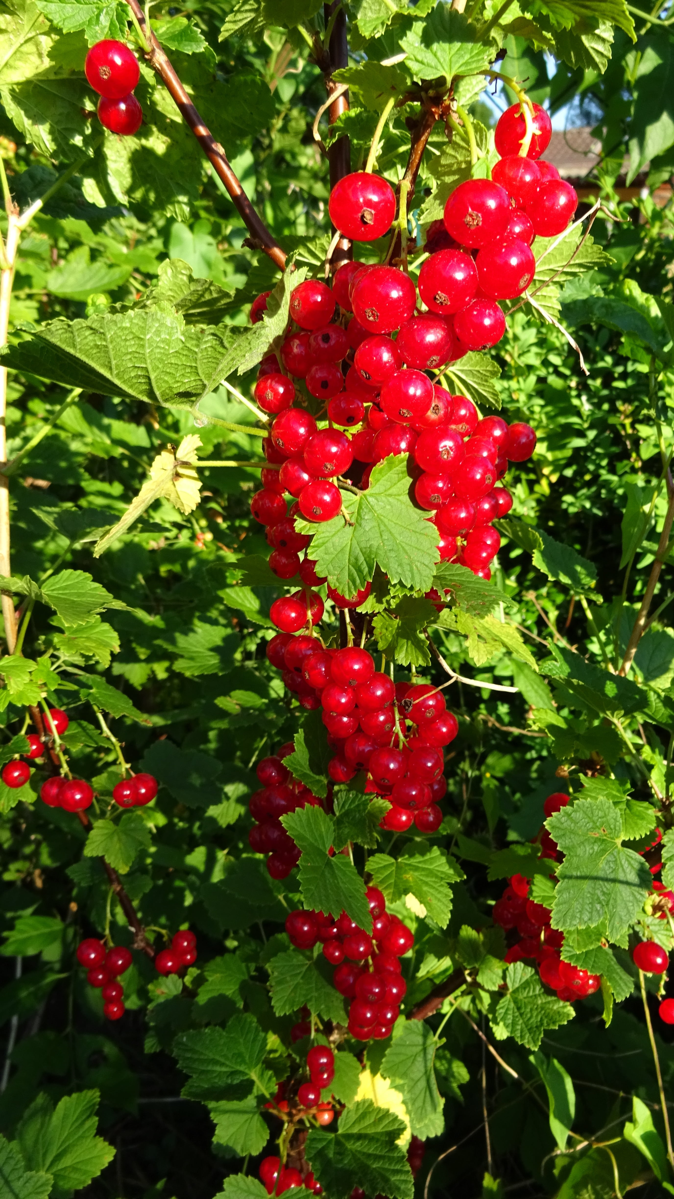 freshness, leaf, tree, blood currant, plant part, food and drink, day, food, red currant, branch, 4K, ornamental shrub, close-up, green color, nature, Phone HD Wallpaper