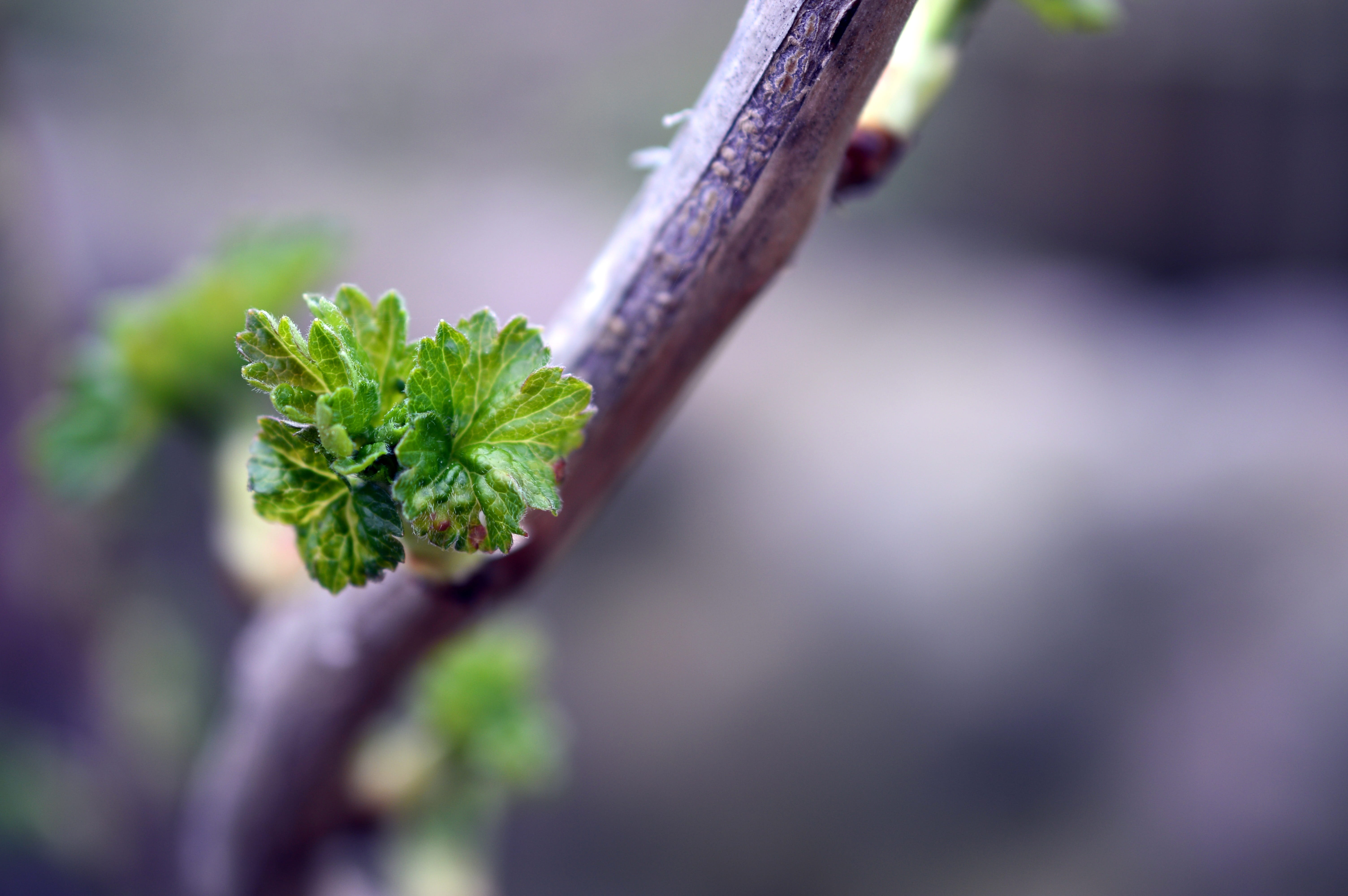 day, engine, growth, selective focus, plant part, outdoors, healthy eating, vegetable, beginnings, food and drink, spring, gooseberry greenhouse, food, HD Wallpaper