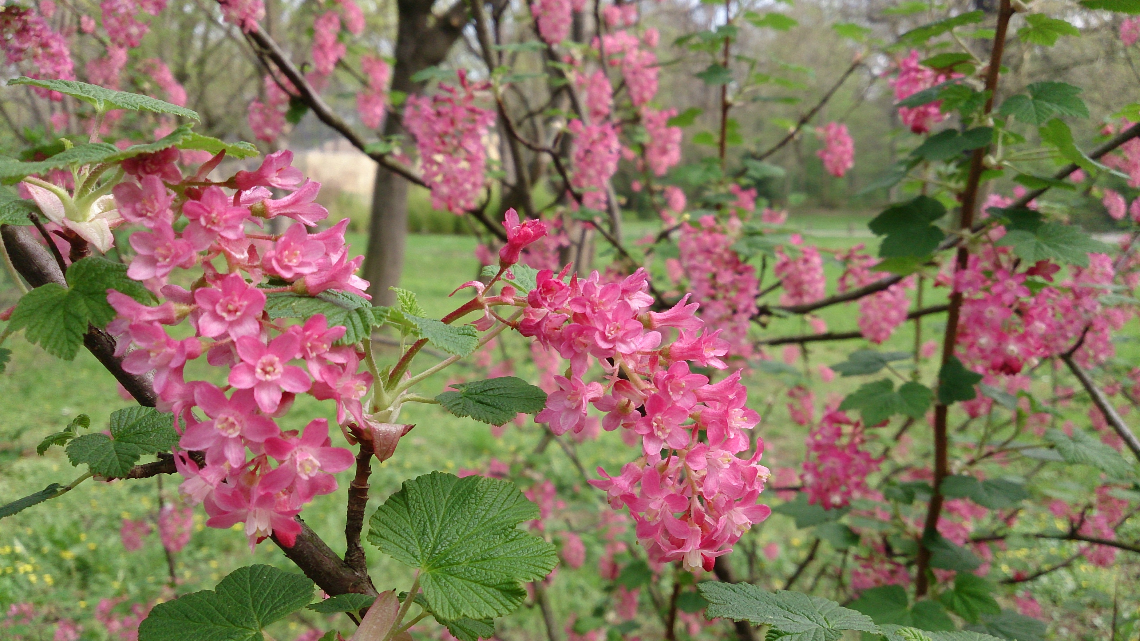 flowering plant, flower, leaf, bush, flower head, ornamental shrub, softness, blood currant, no people, cherry tree, blossom, beauty in nature, day, petal, HD Wallpaper