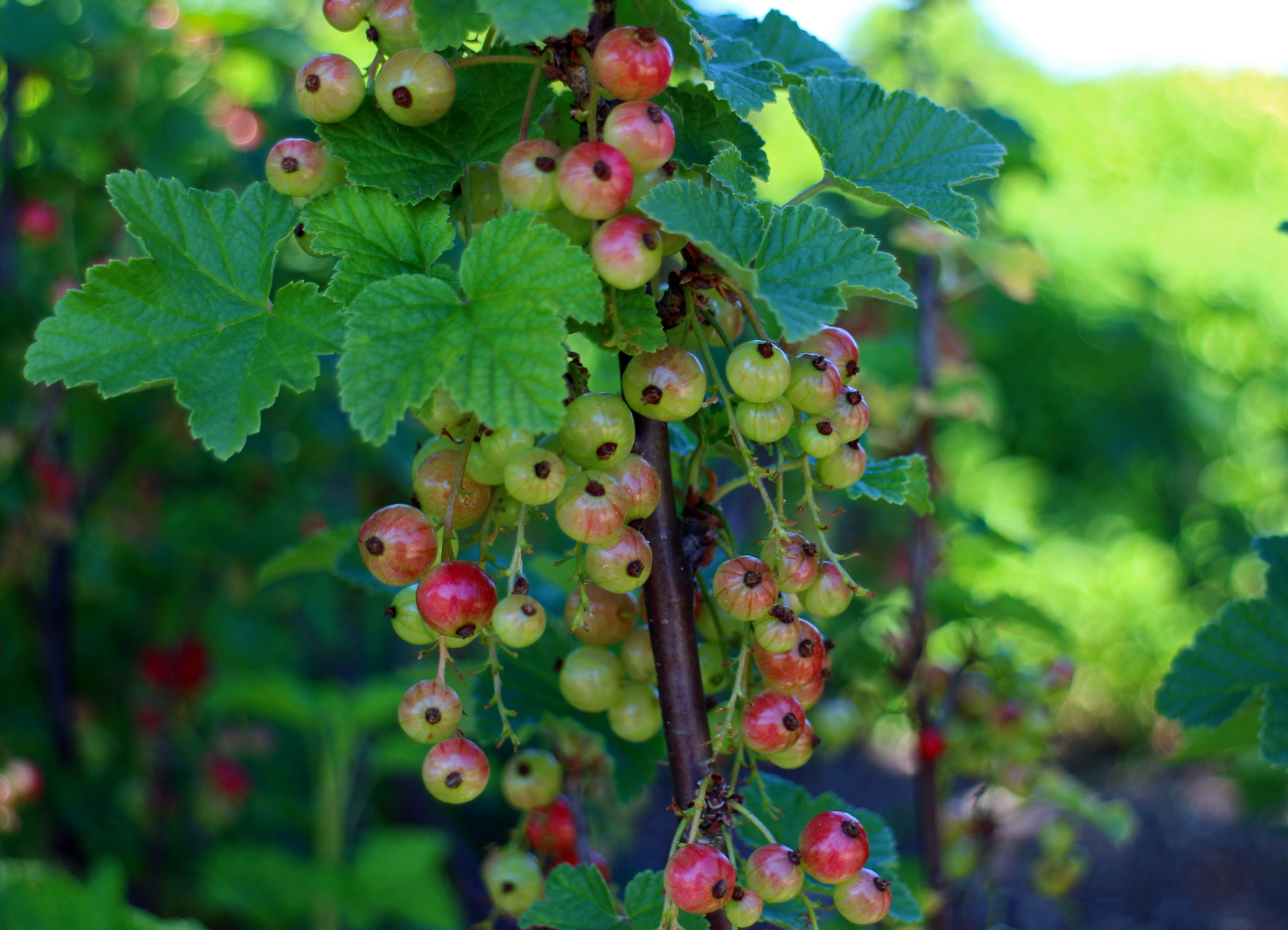 crop, beauty in nature, maturation process, winemaking, berries, healthy eating, no people, bush, food and drink, red, fruit, growth, close-up, agriculture, HD Wallpaper