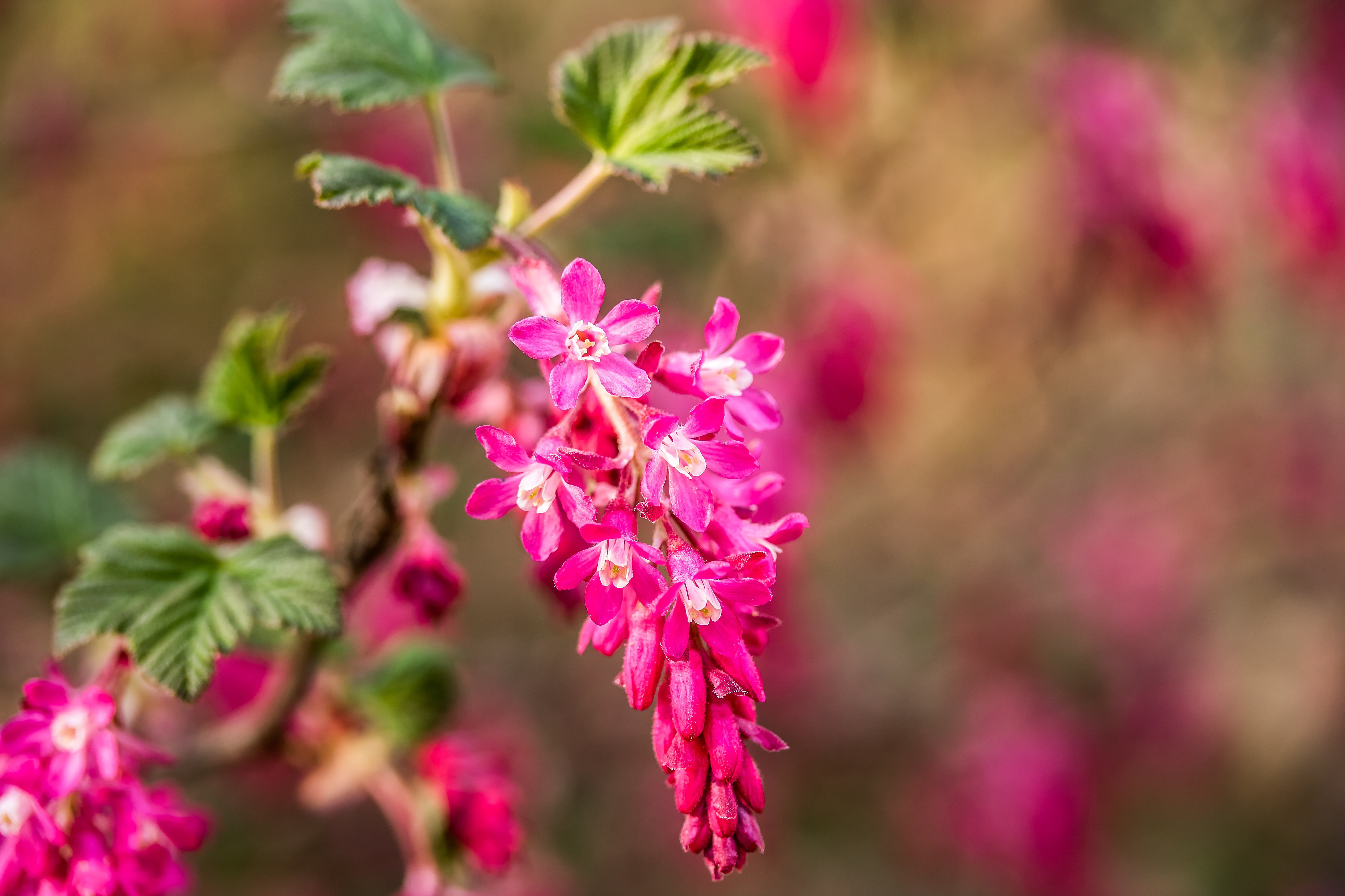springtime, blossom, plant, focus, beauty in nature, flower grape, freshness, blood currant, gooseberry greenhouse, vulnerability, grossulariaceae, plant part, HD Wallpaper