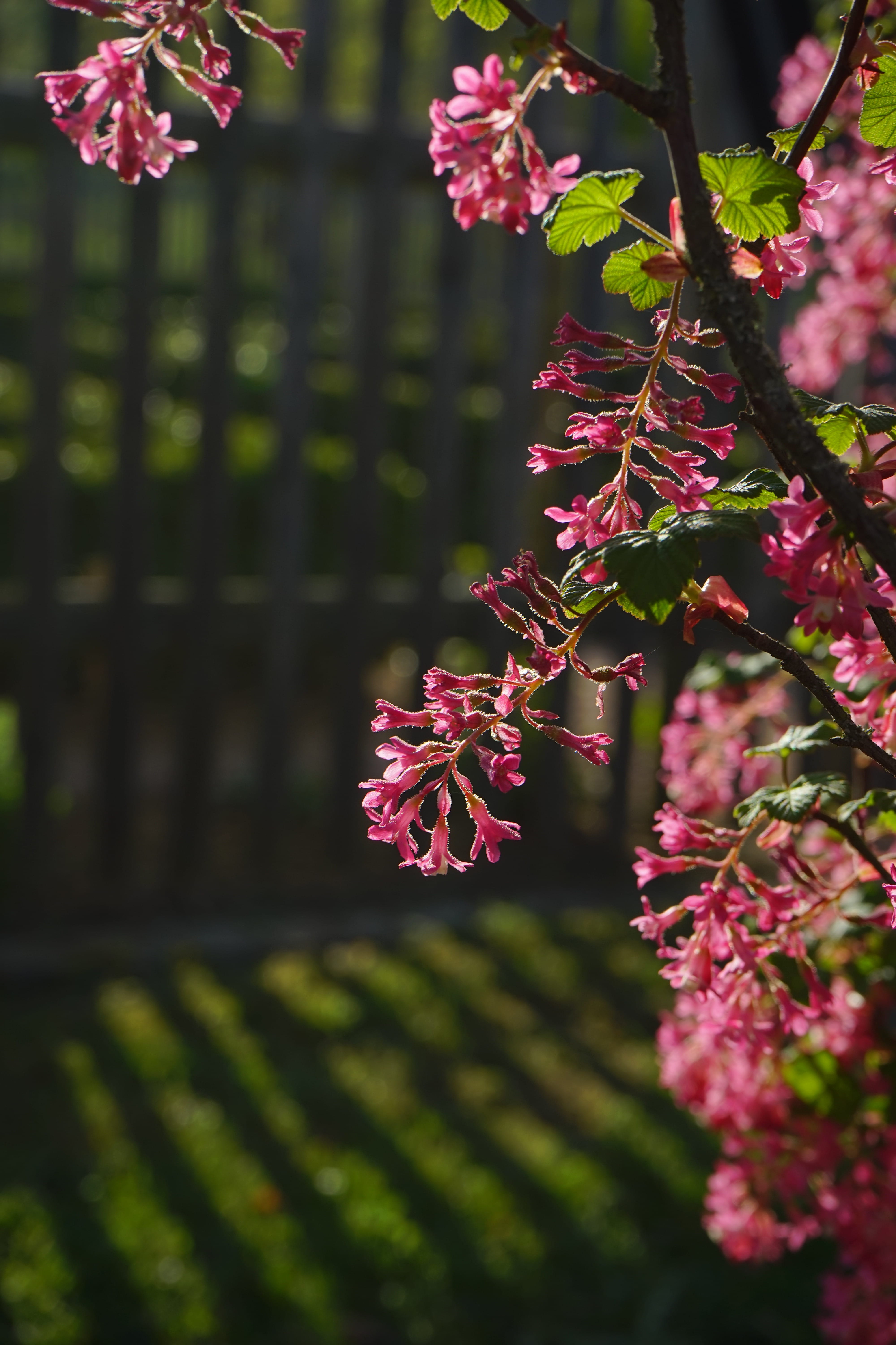 fragility, grossulariaceae, flowering plant, nature, blood currant, bush, Bloom, growth, springtime, spring, petal, gooseberry greenhouse, botany, freshness, Phone HD Wallpaper