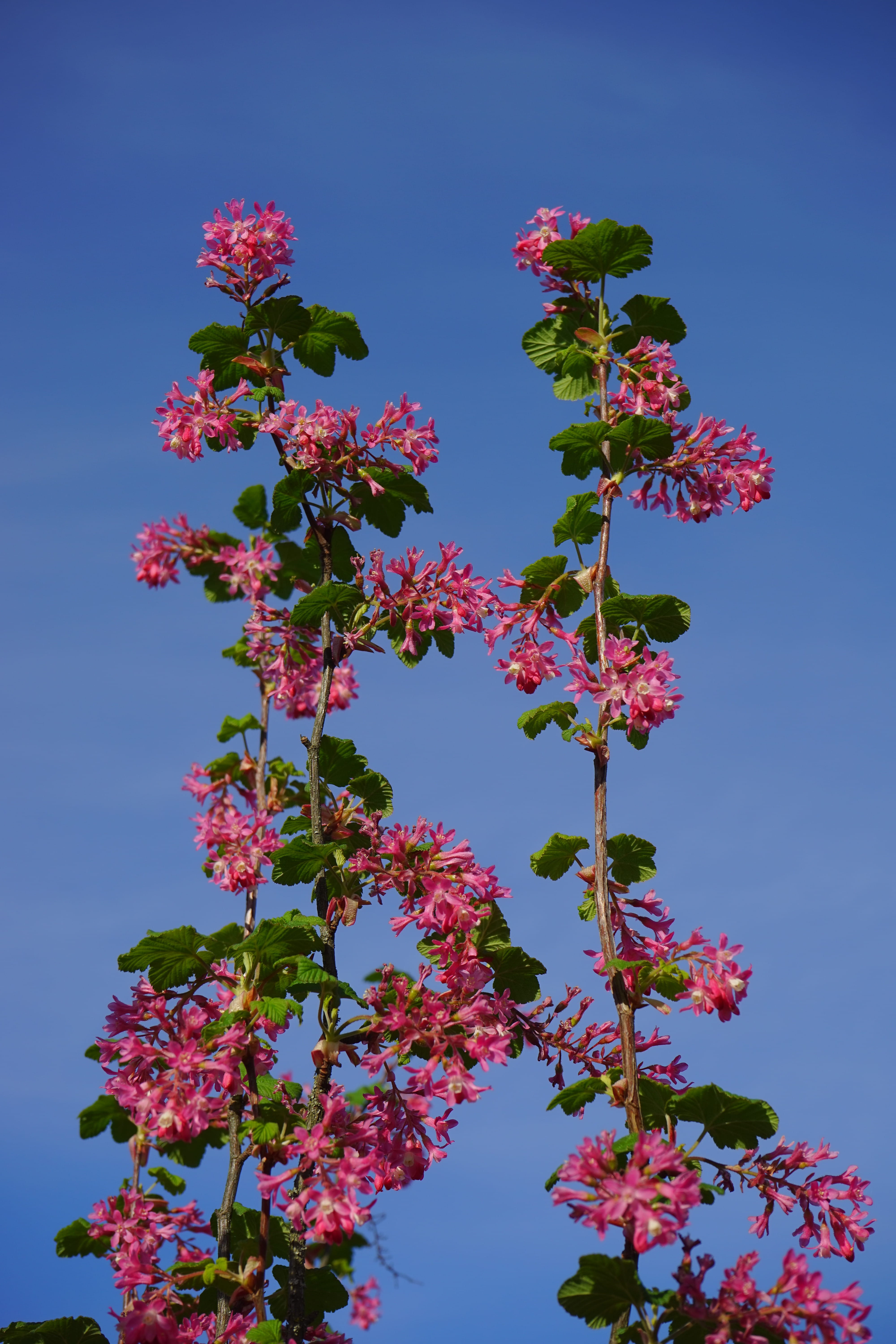 Blossom, ribes, Blood, spring, gooseberry greenhouse, petal, bunch of flowers, tree, no people, ornamental shrub, close-up, day, ribes sanguineum, Bloom, Phone HD Wallpaper