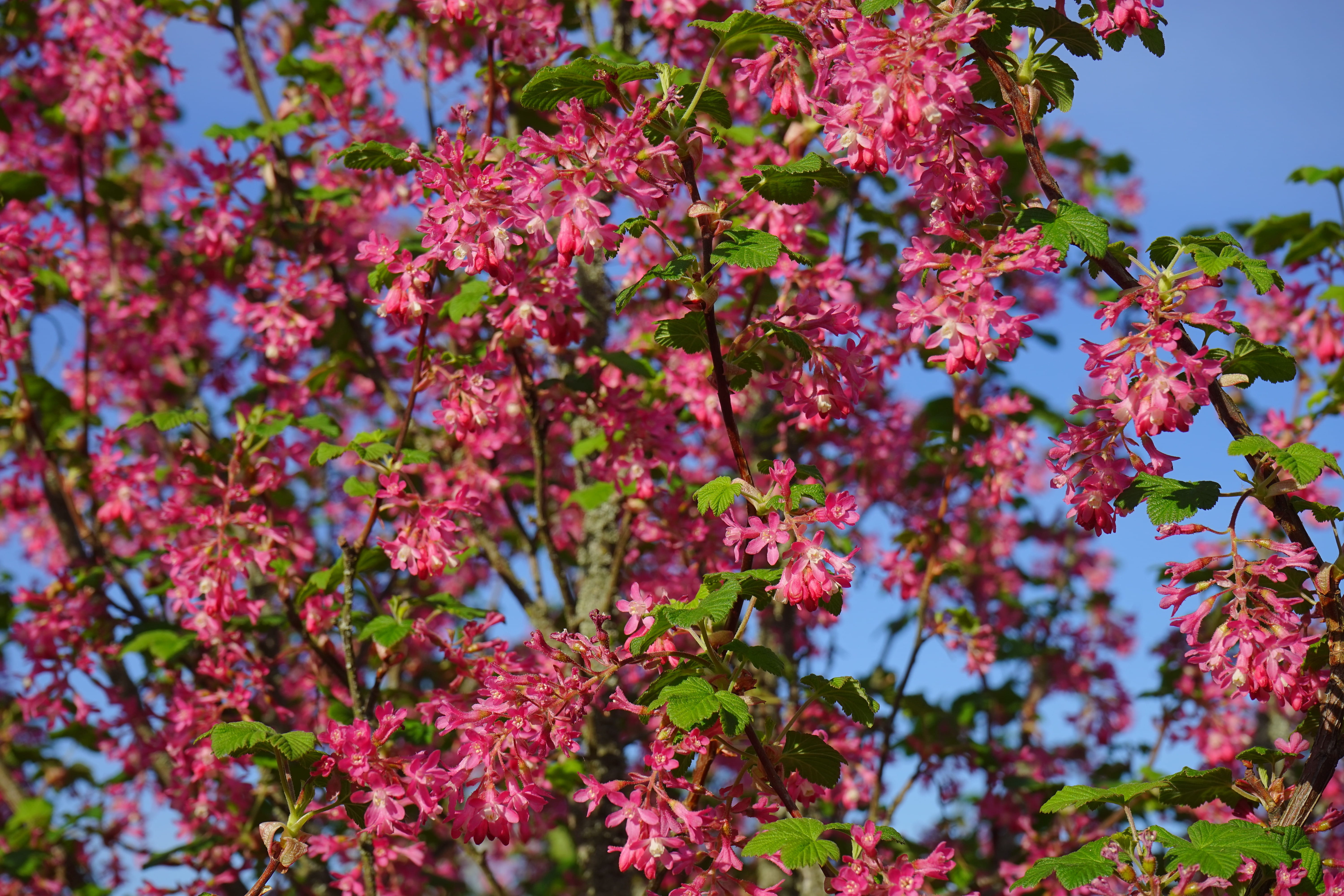 bush, 5K, nature, ornamental shrub, ribes, pink Color, ribes sanguineum, purple, beauty In Nature, plant part, flowering plant, springtime, flower, growth, HD Wallpaper
