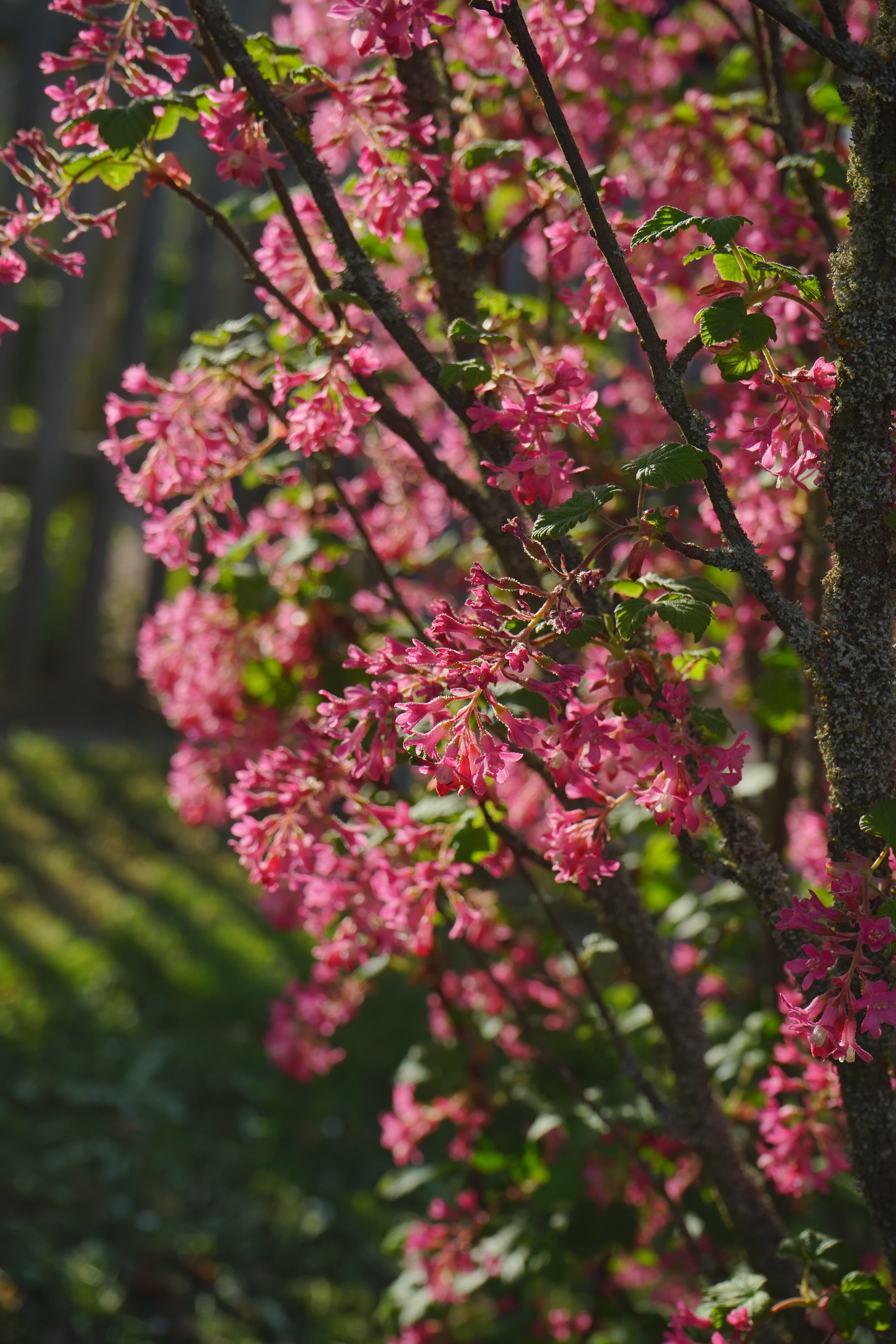 botany, cherry blossom, bunch of flowers, focus on foreground, grossulariaceae, gooseberry greenhouse, close-up, currants, no people, growth, fragility, Phone HD Wallpaper