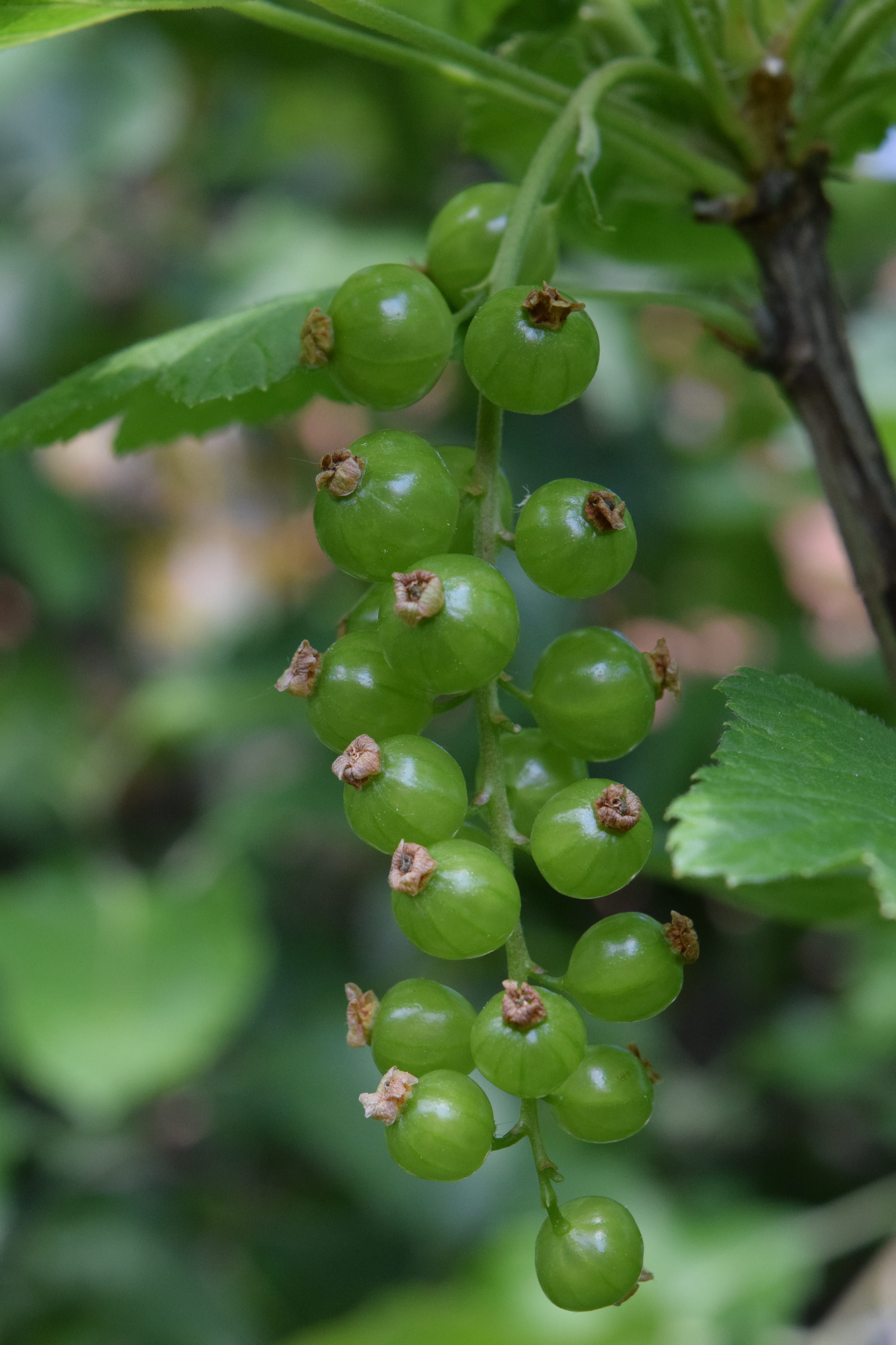 Greenhouse, food, plant part, focus on foreground, bush, 5K, growth, wellbeing, freshness, beauty in nature, plant, day, fruit, gooseberry greenhouse, Phone HD Wallpaper